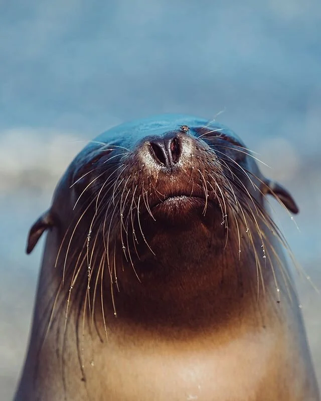 &ldquo;Keep your face to the sun ☀️ and you will never see shadows&rdquo; Helen Keller. Double tap for this cuteness 💙
📸 @traveldimz .
.
.
.
.
#galapagos #ecuador #wildlife #ocean #animals #allyouneedisecuador #sealion #travel #nature #animal #cali
