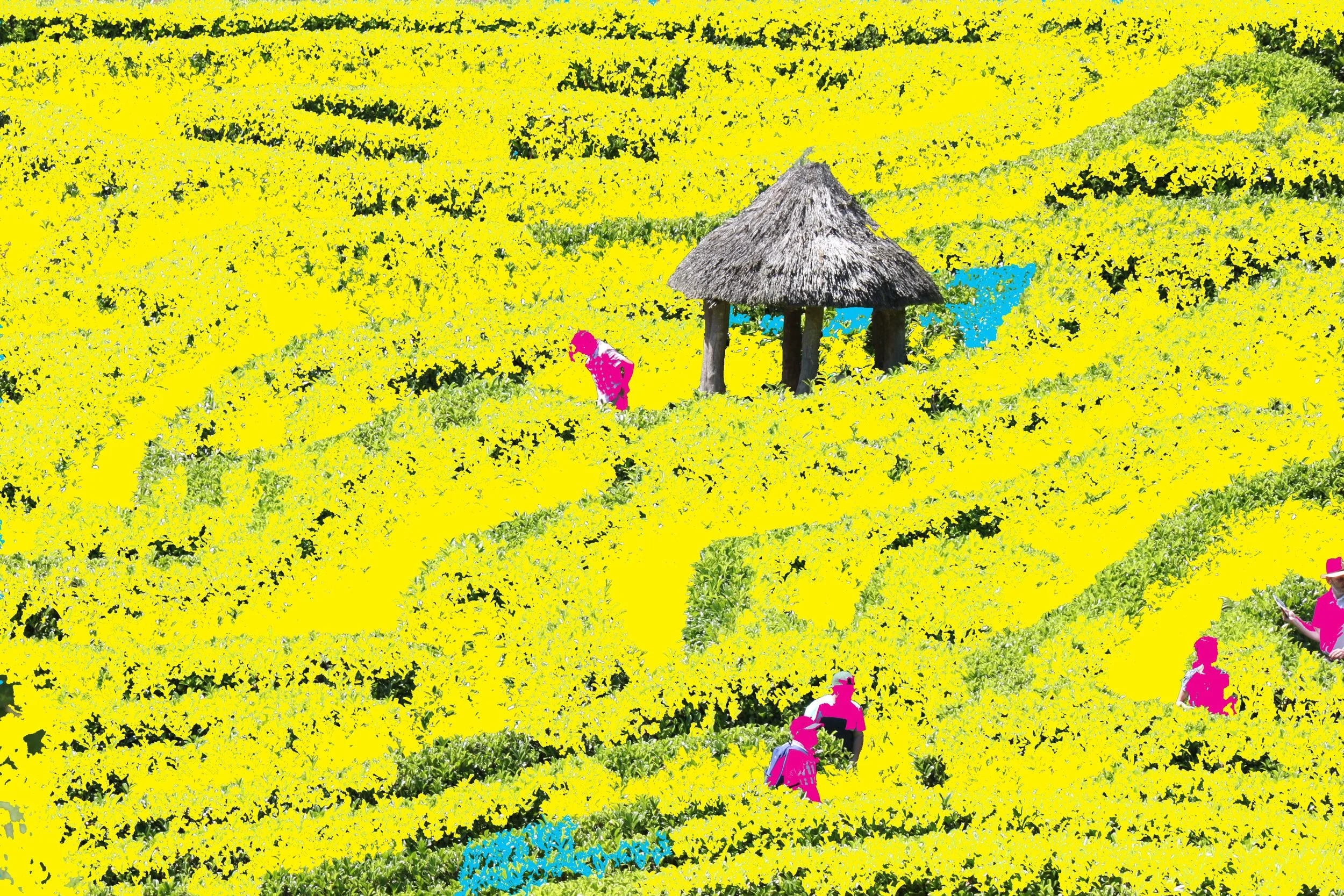 2013 Field.jpg