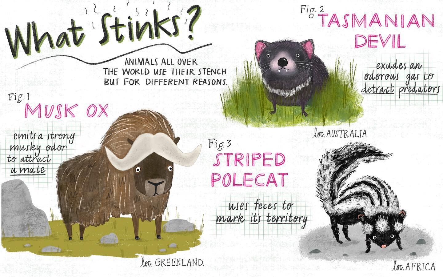 In case you were wondering what stinks.

#kidlitart #nonfictionkidlit #kidlitartist #nonfiction #kidlitnonfiction #kidlitillustration #kidlitillustration #muskox #tasmaniandevil #stripedpolecat #nonfictionpicturebook #naturepicturebooks #brightart #b