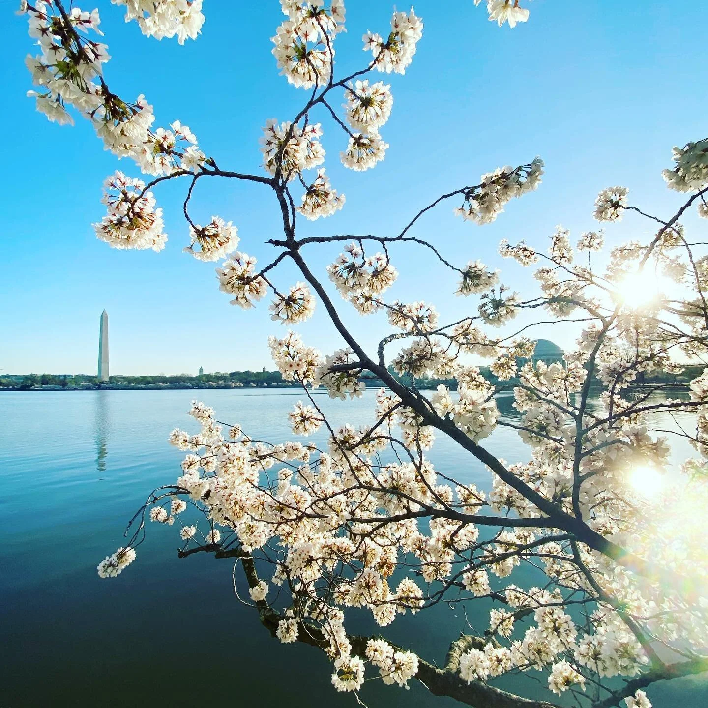 Check out these blossoms! 🌸