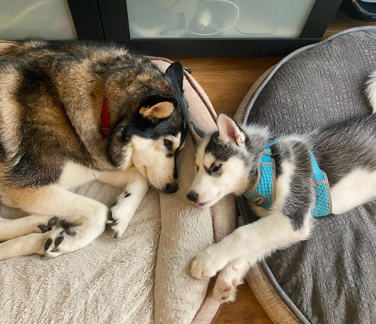 It&rsquo;s safe to say they&rsquo;re starting to like each other 🐶 @amaizingshotsoftequia 📸: @hannah.elaine.mathews