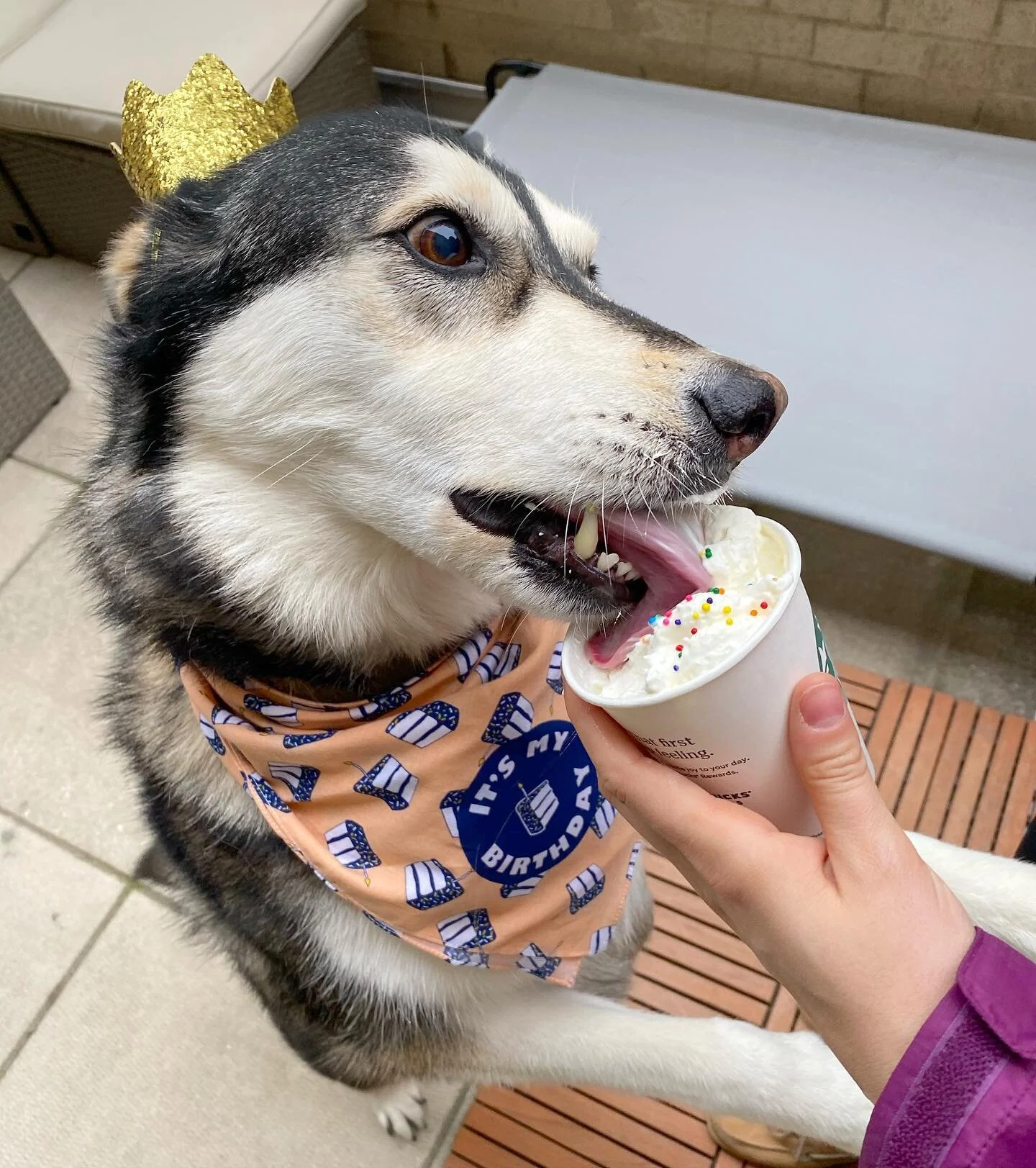 @shotsoftequia is 10 years old! They grow up so fast! 😭🐶 Shout-out to @hannah.elaine.mathews for arraigning the wardrobe for the birthday girl