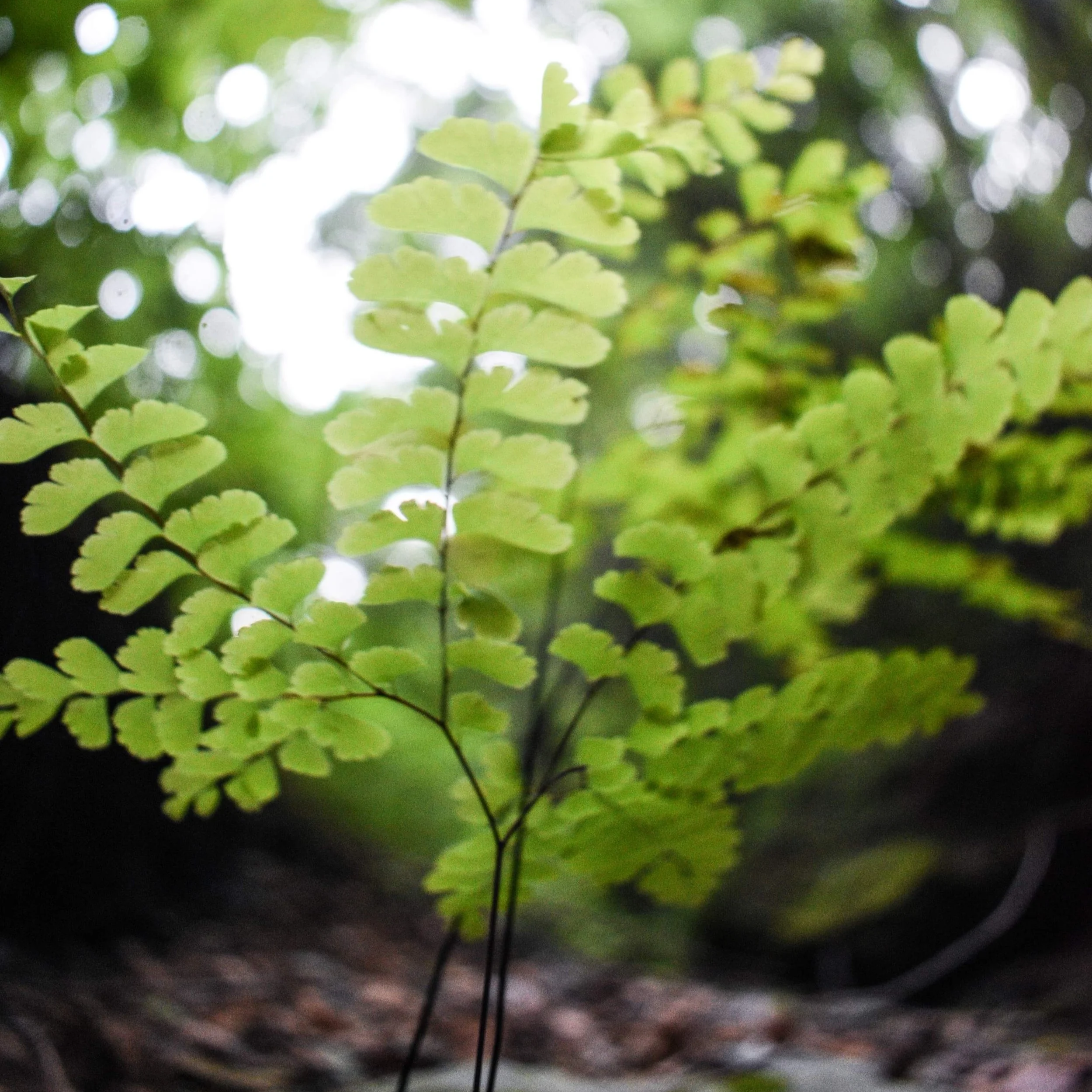 Close-up of a green fern leaf in a natural outdoor setting with blurred background.