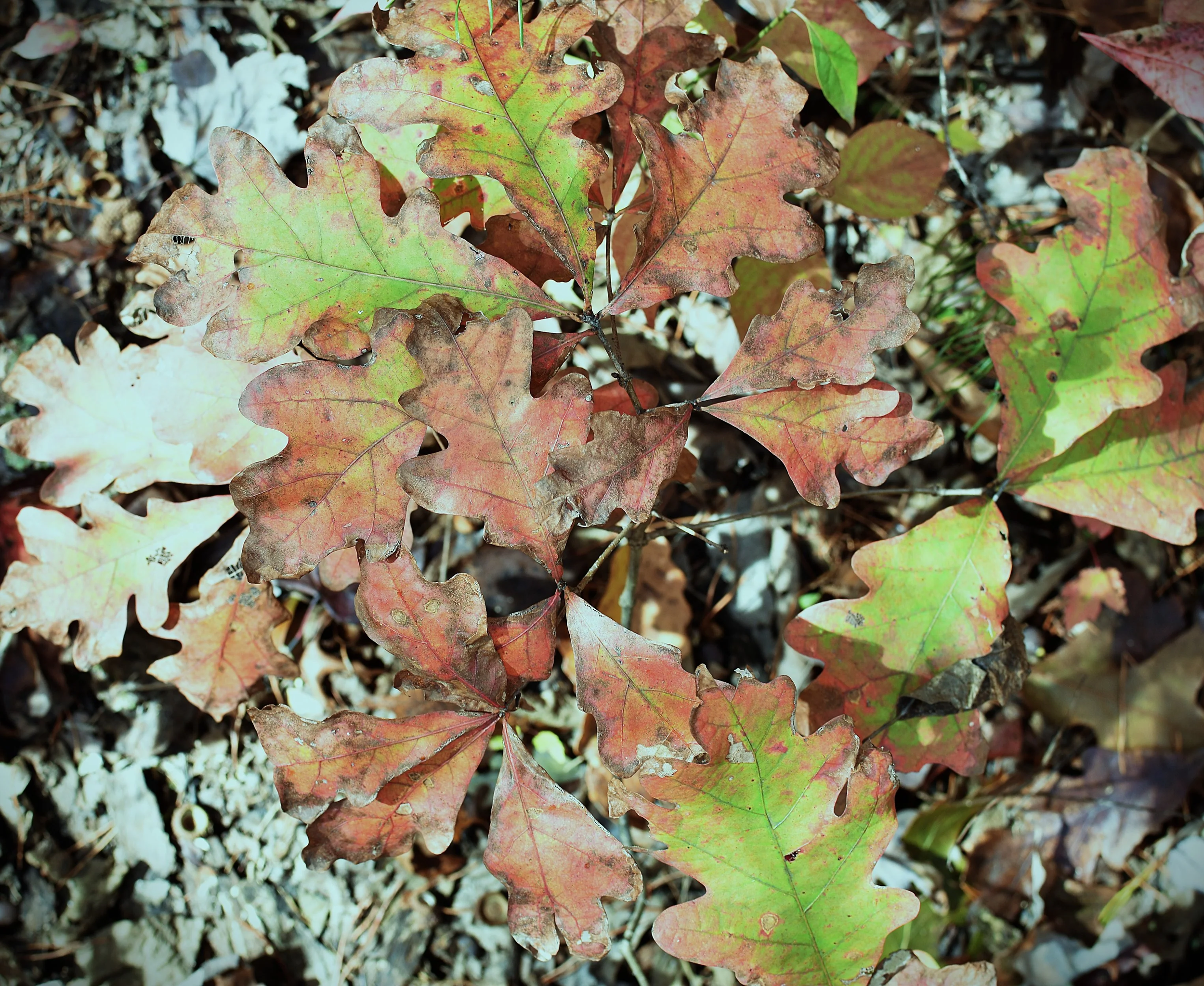 Colorful autumn oak leaves on the ground with a mix of green, red, and brown hues.
