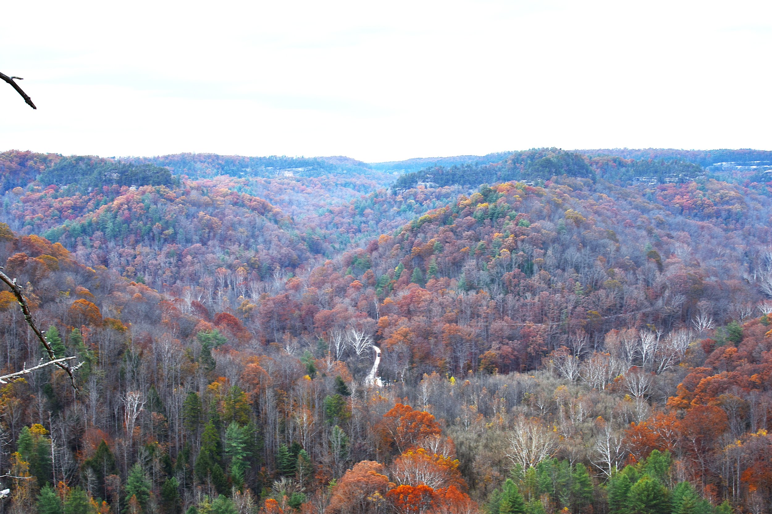 View of a forested valley during fall with multicolored trees, some with leaves and some without, and a winding road through the woods.