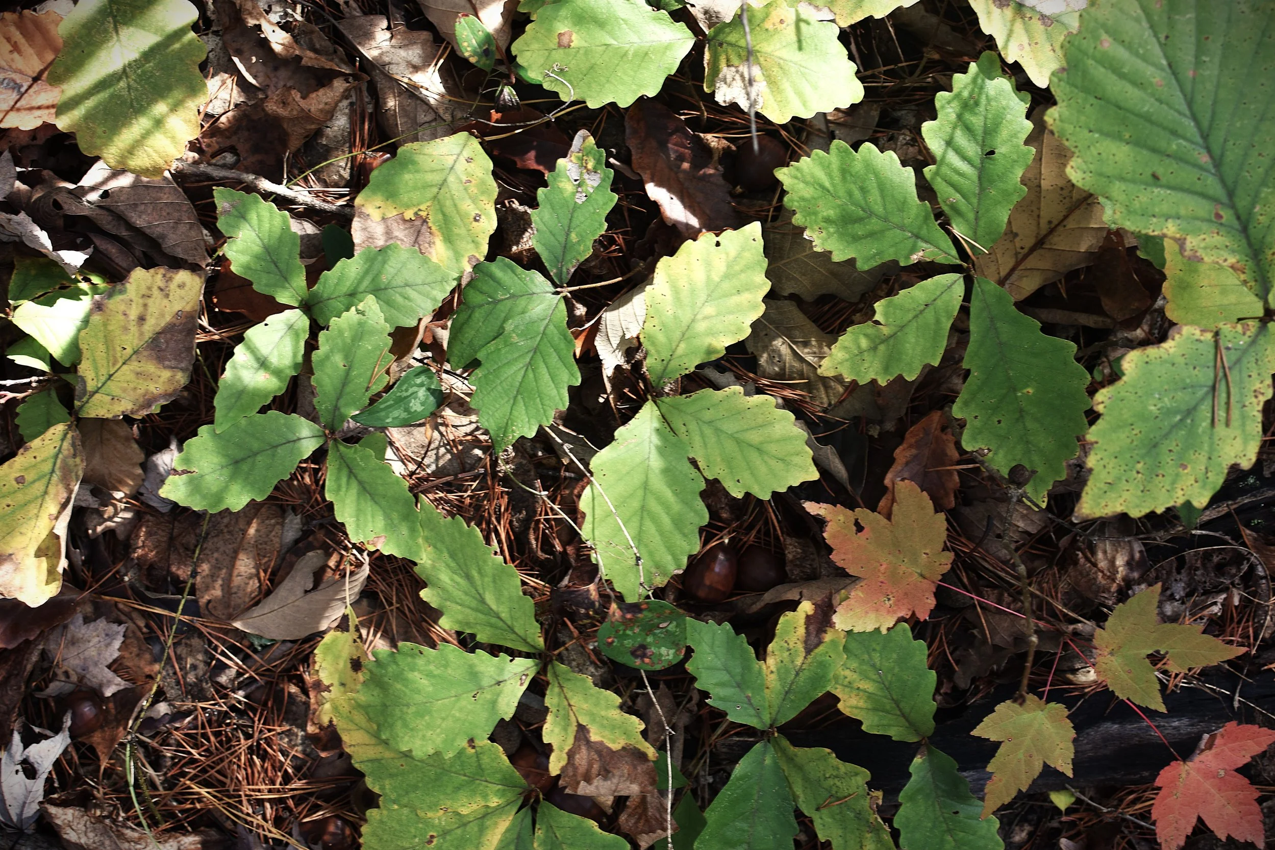 Green and brown fallen leaves on the forest floor, with some sunlight filtering through.