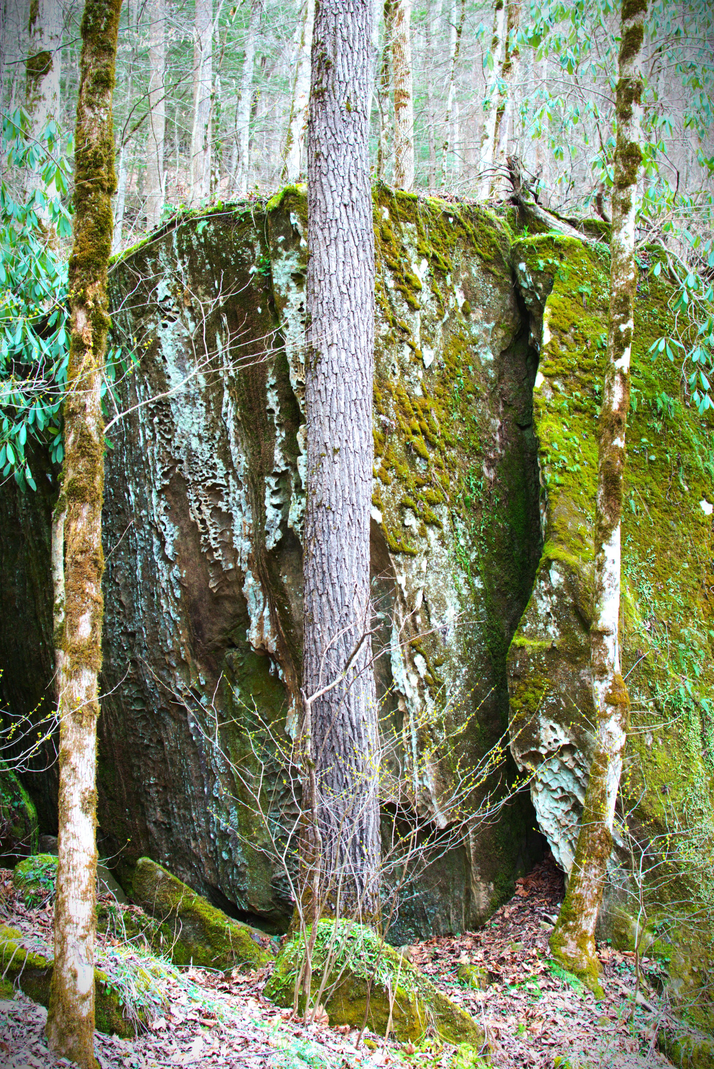 Large moss-covered boulder with tree trunks and sparse underbrush in a forest.