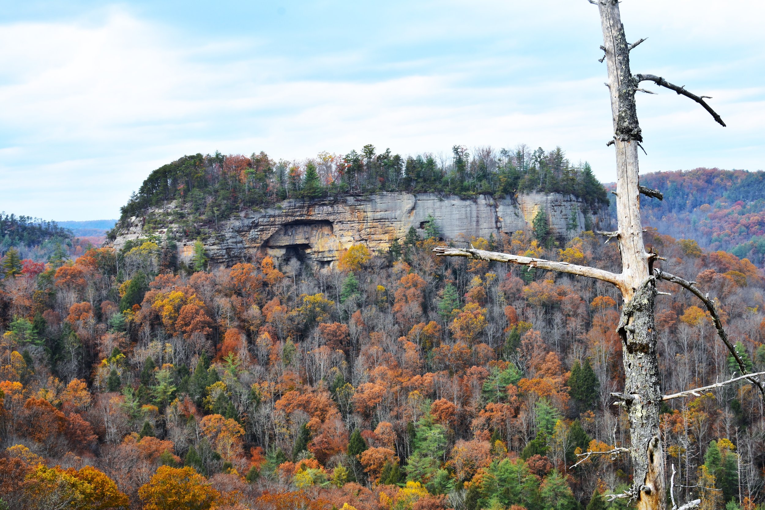 A landscape of a forested mountain with colorful fall foliage, a cliff with caves, and a tall, dead tree in the foreground on the right side.