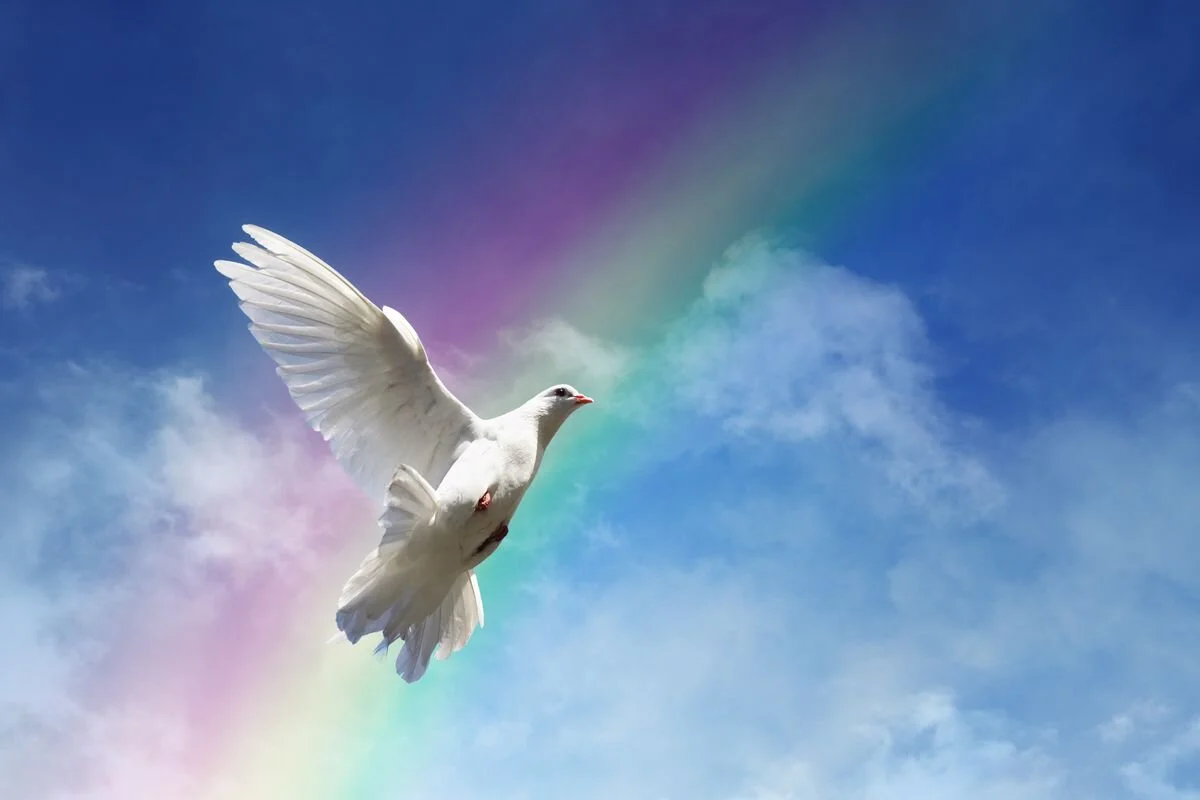 dove taking flight.jpg