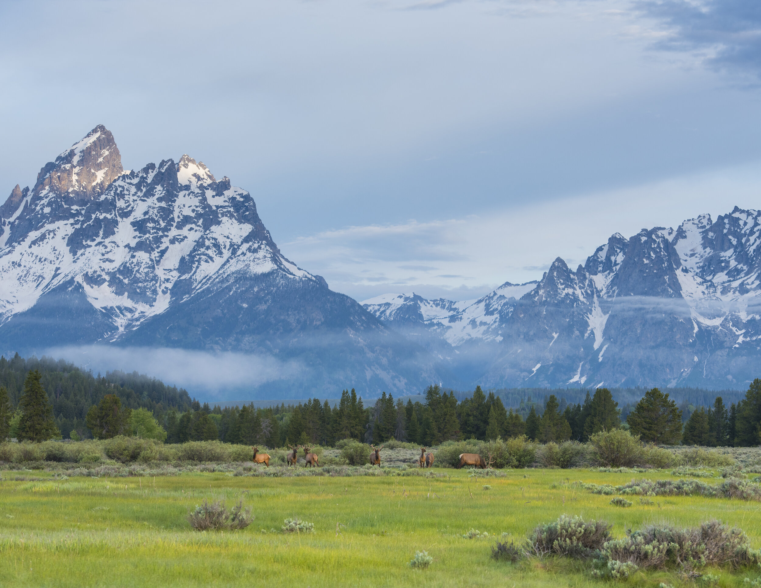 Elk_GrandTetonsNP-1.jpg