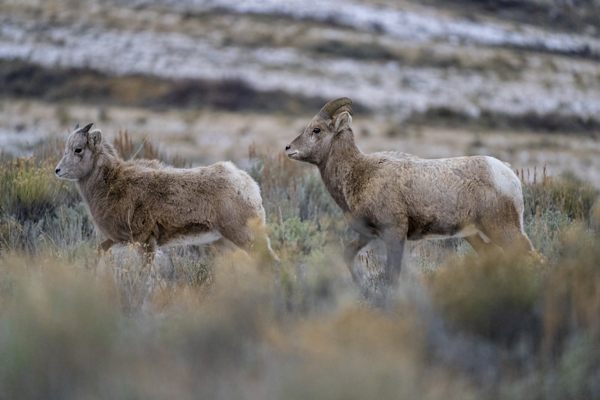 BighornSheep_NationalElkRefuge_12142021_Web-5.jpg