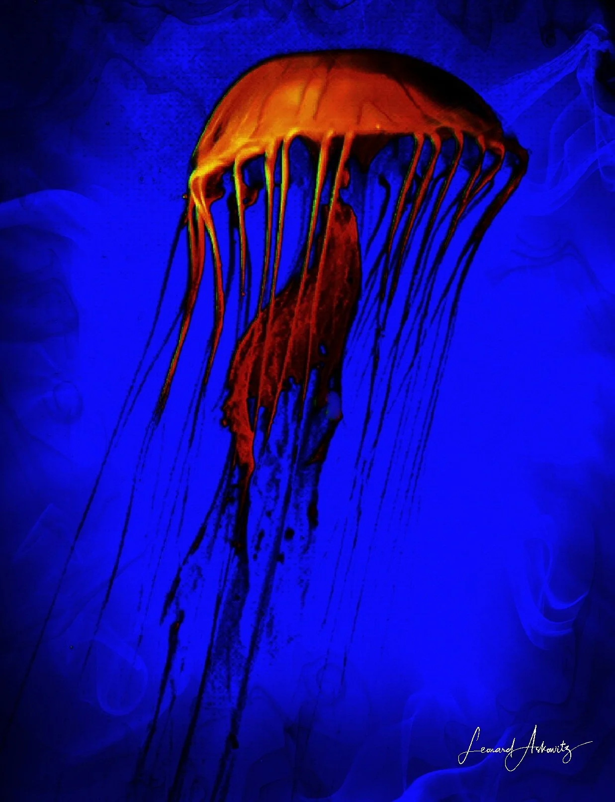 JELLYFISH
