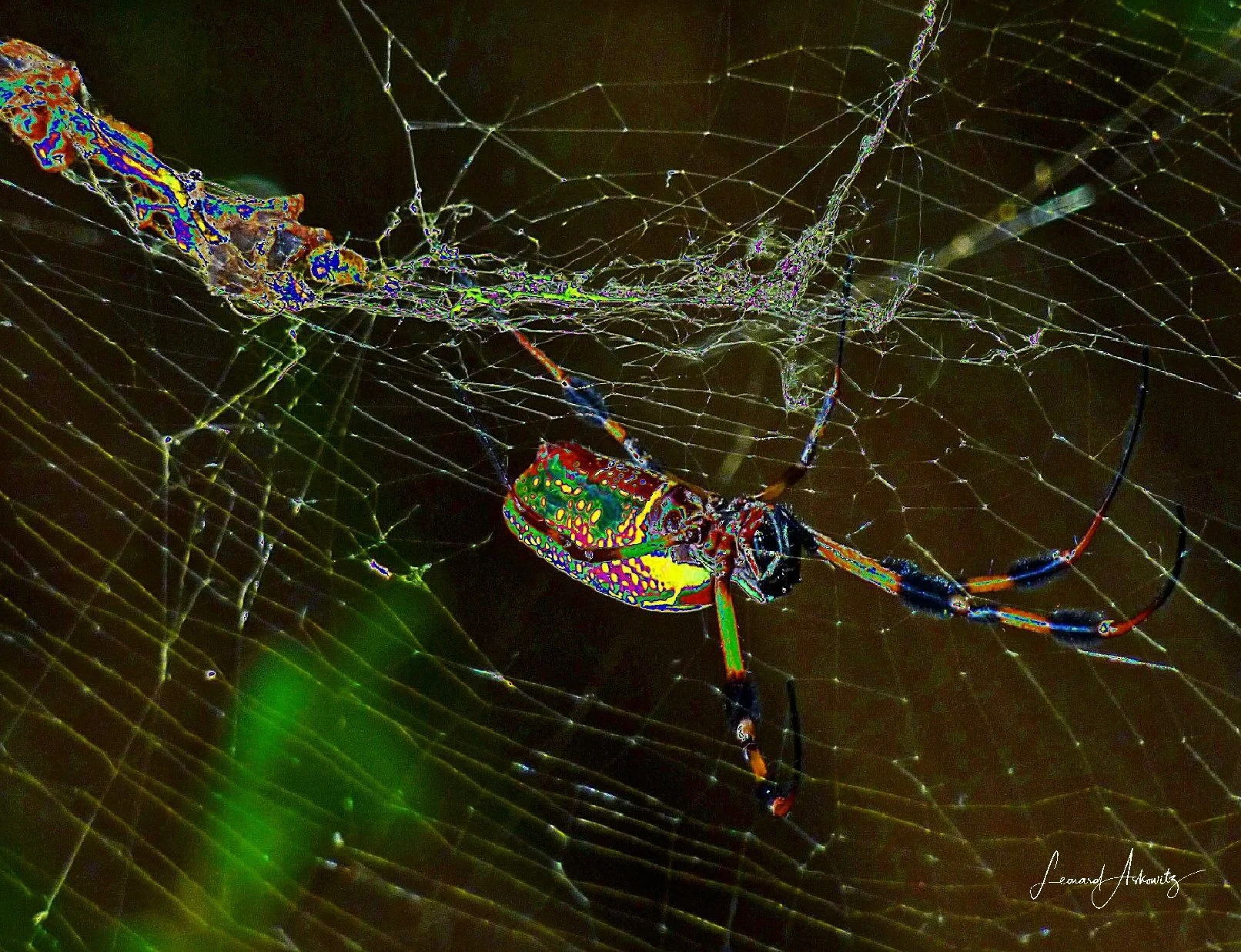 BACK YARD SPIDER