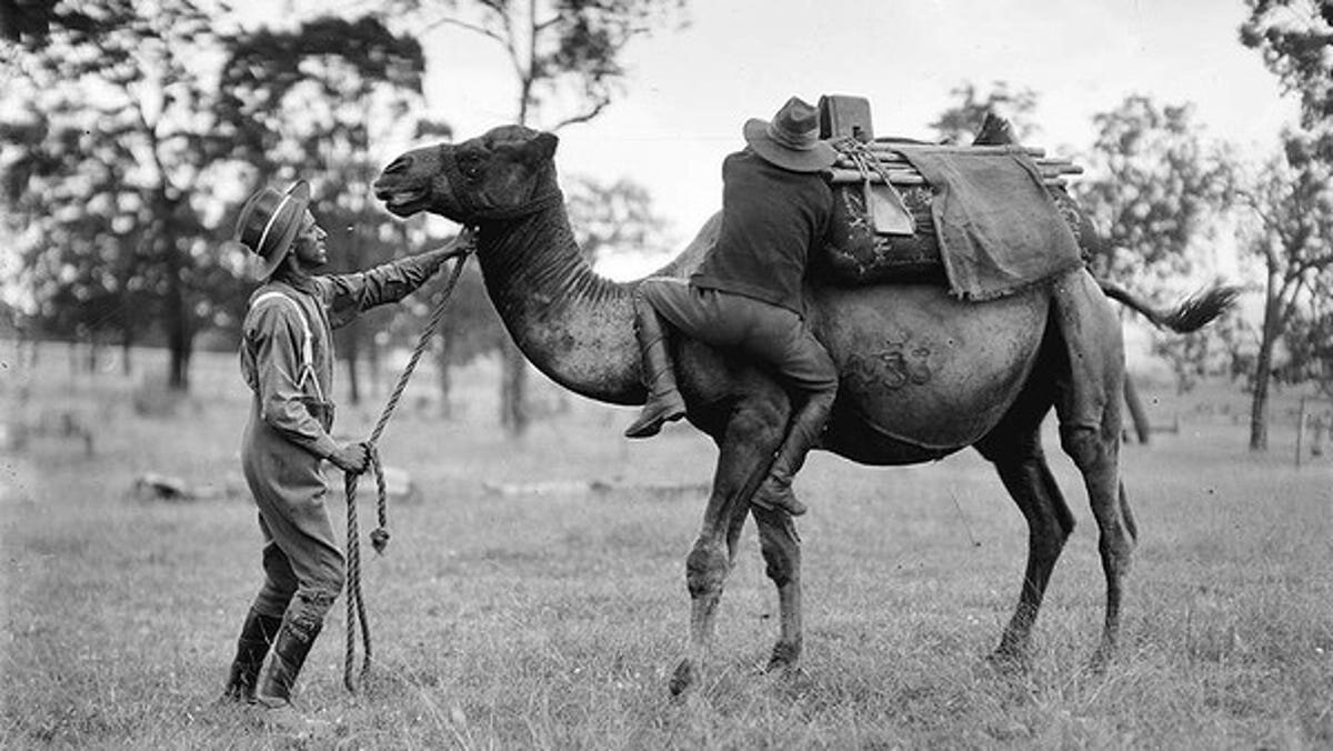 97cf48e3-7353-446c-8ec5-b7b30594d2a8-Army_Camel_Corp_training.jpg