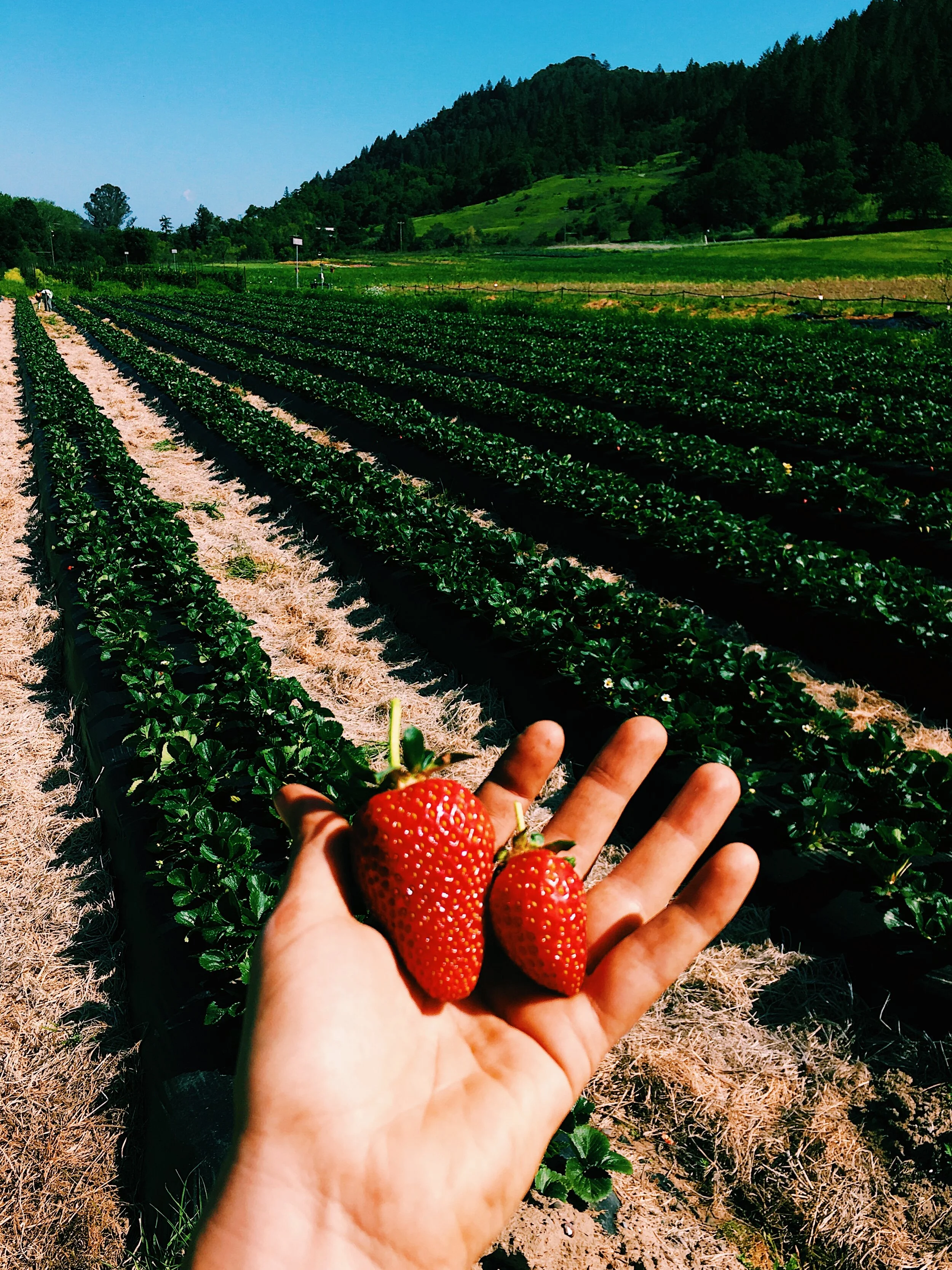 U-Pick at the Farm: CANCELLED