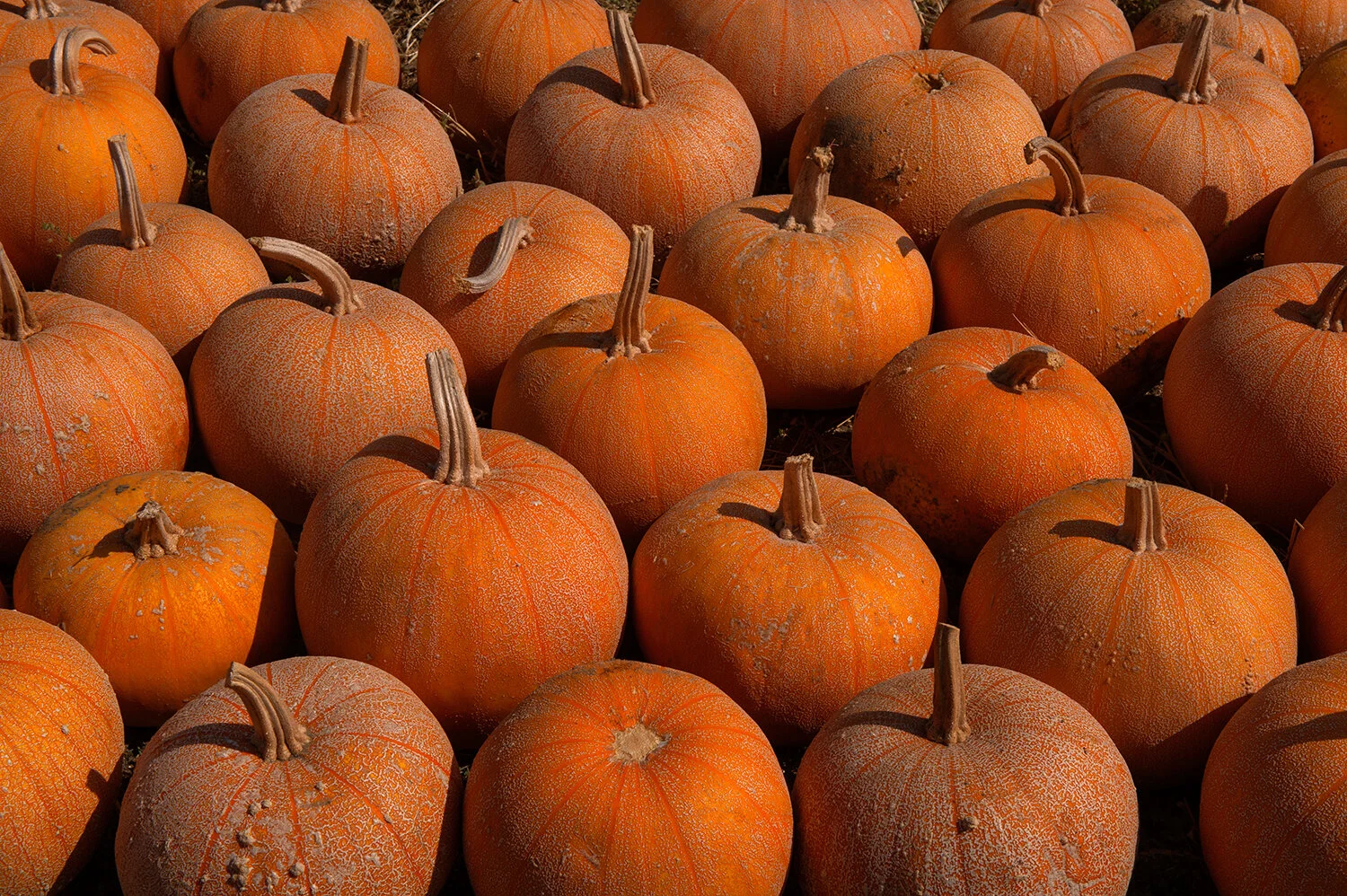 winter squash.jpg