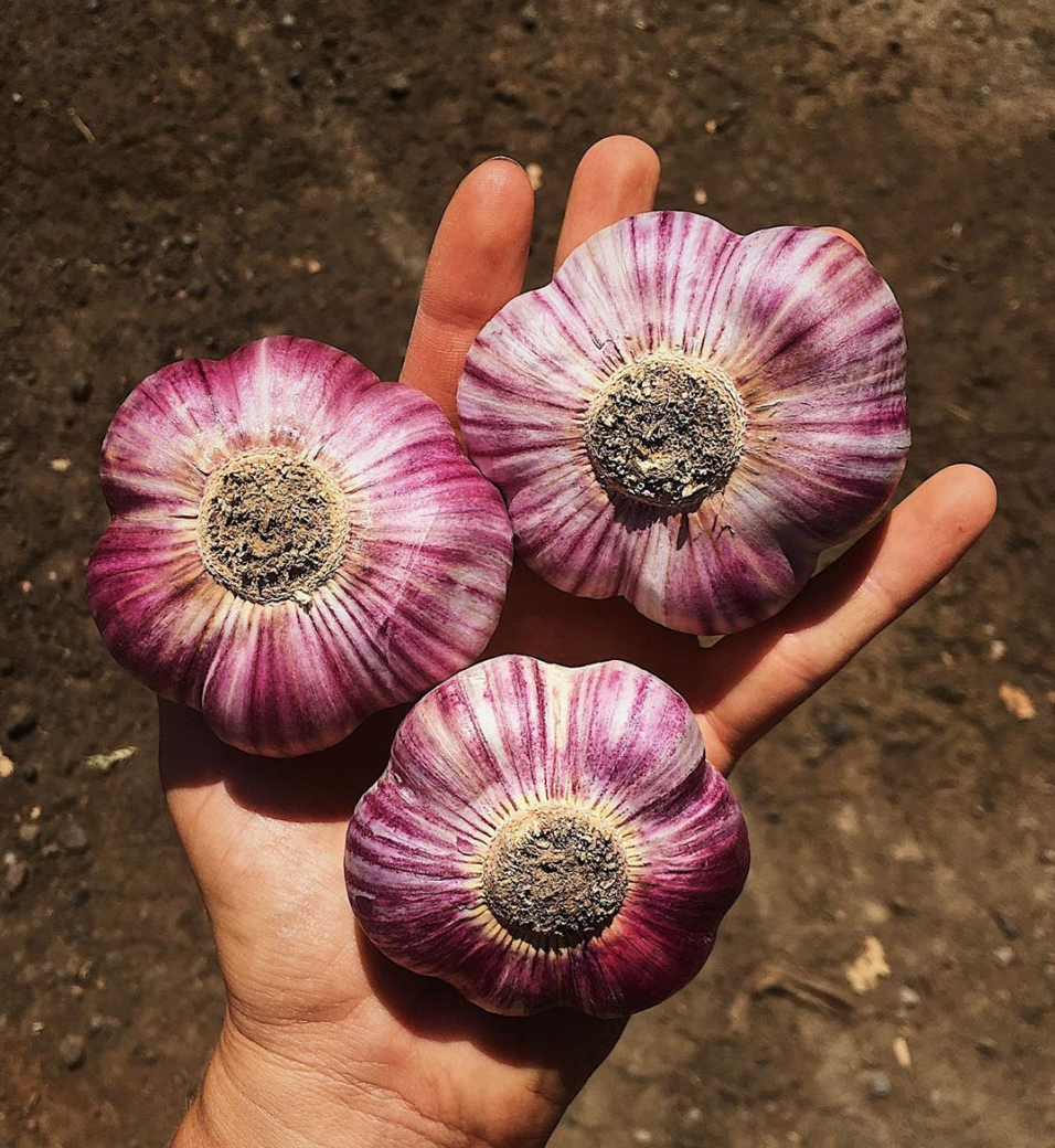 garlic.png