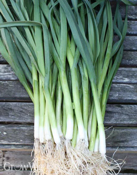 leeks.jpg