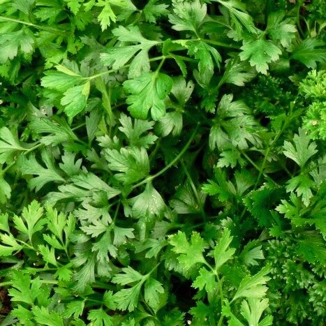 parsley.jpg