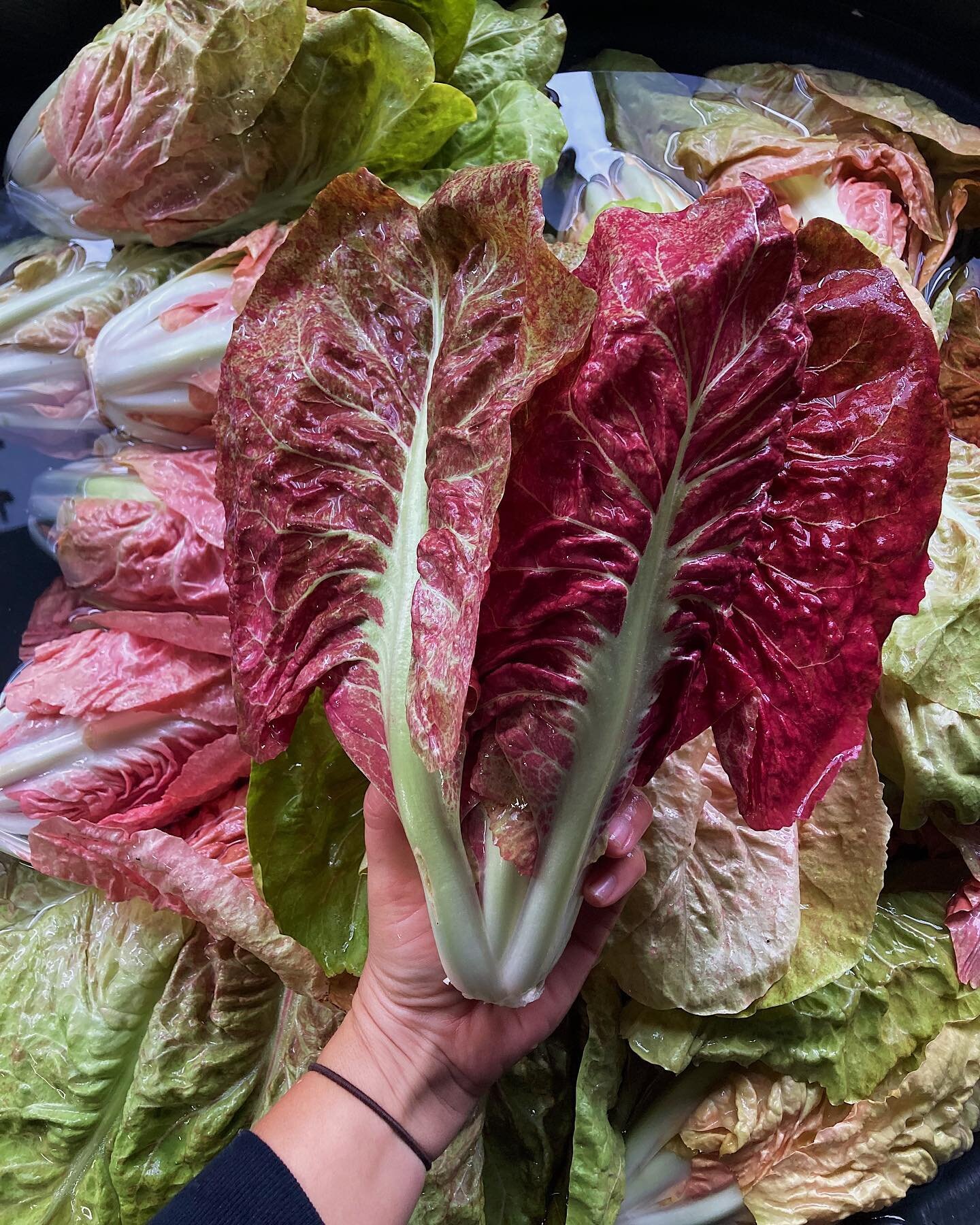 ✨Beautiful Winter Things!✨
headed to San Rafael market tomorrow!!!!
Come out to our last farmers market of the 2023 and stock up for your end of year festivities!
💗radicchio!
💗lettuces!
💗broccoli!
💗radishes!
💗potatoes!
💗cabbage!
💗winter squash