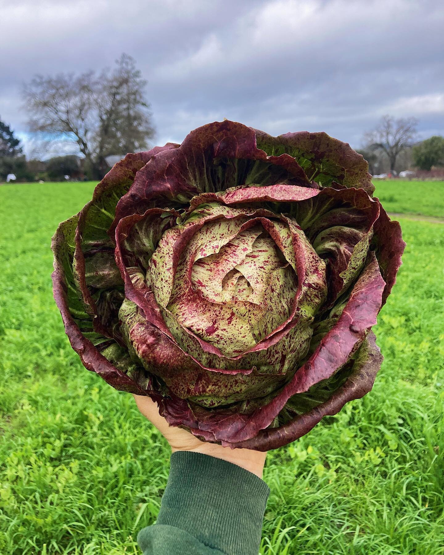 It&rsquo;s Radicchio season!!! 🤸🏼&zwj;♀️
Pick up an assortment of these beauties at the Thursday San Rafael farmers market tomorrow!
Beautiful speckled Chioggia, lusciously pink Rosalba, spiraling green Lucrezia, and more!
We recommend mixing varie