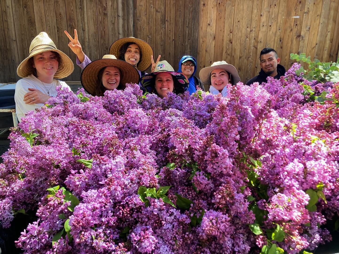 Couldn&rsquo;t have had a better day: a truckload of lilacs and an awesome new crew! 🌸
.
.
.
#lilacs
#organicflowers
#newseason
#knowyourfarmer
#fpfarm