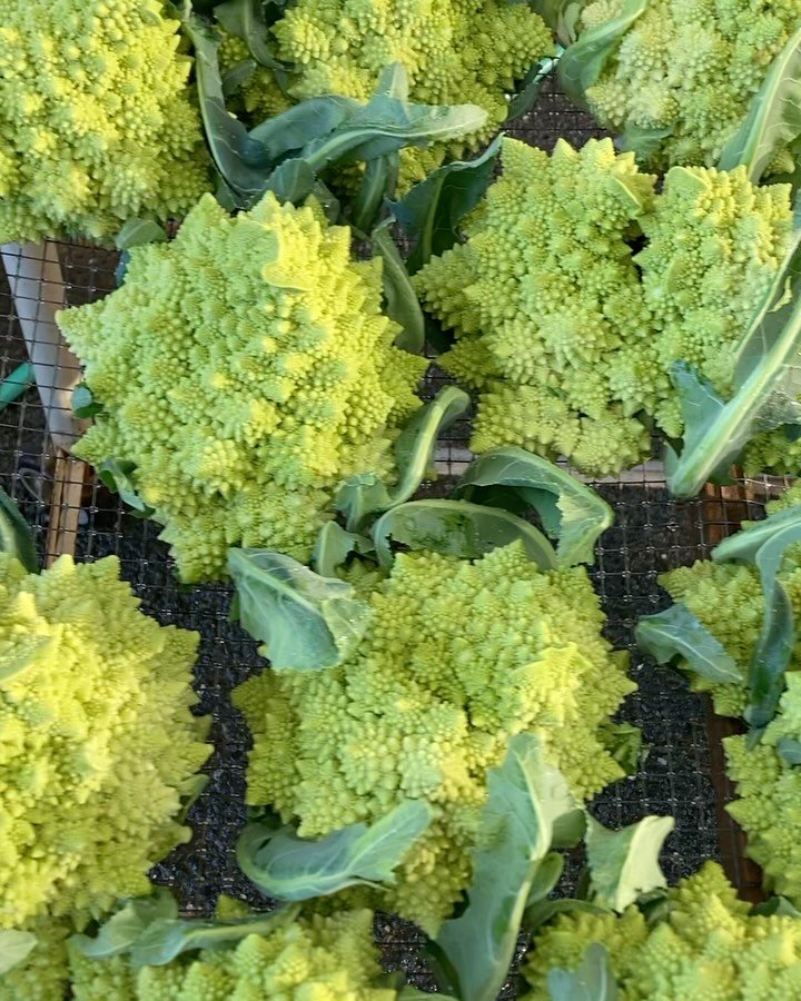 Beautiful, freshly harvested, organic veggies headed to the special WEDNESDAY San Rafael market tomorrow! We have all the fixings for your Thanksgiving table!
🥧 Need to make a pie? We&rsquo;ve got your pumpkins and squash! (Winter Luxury &amp; Kogin