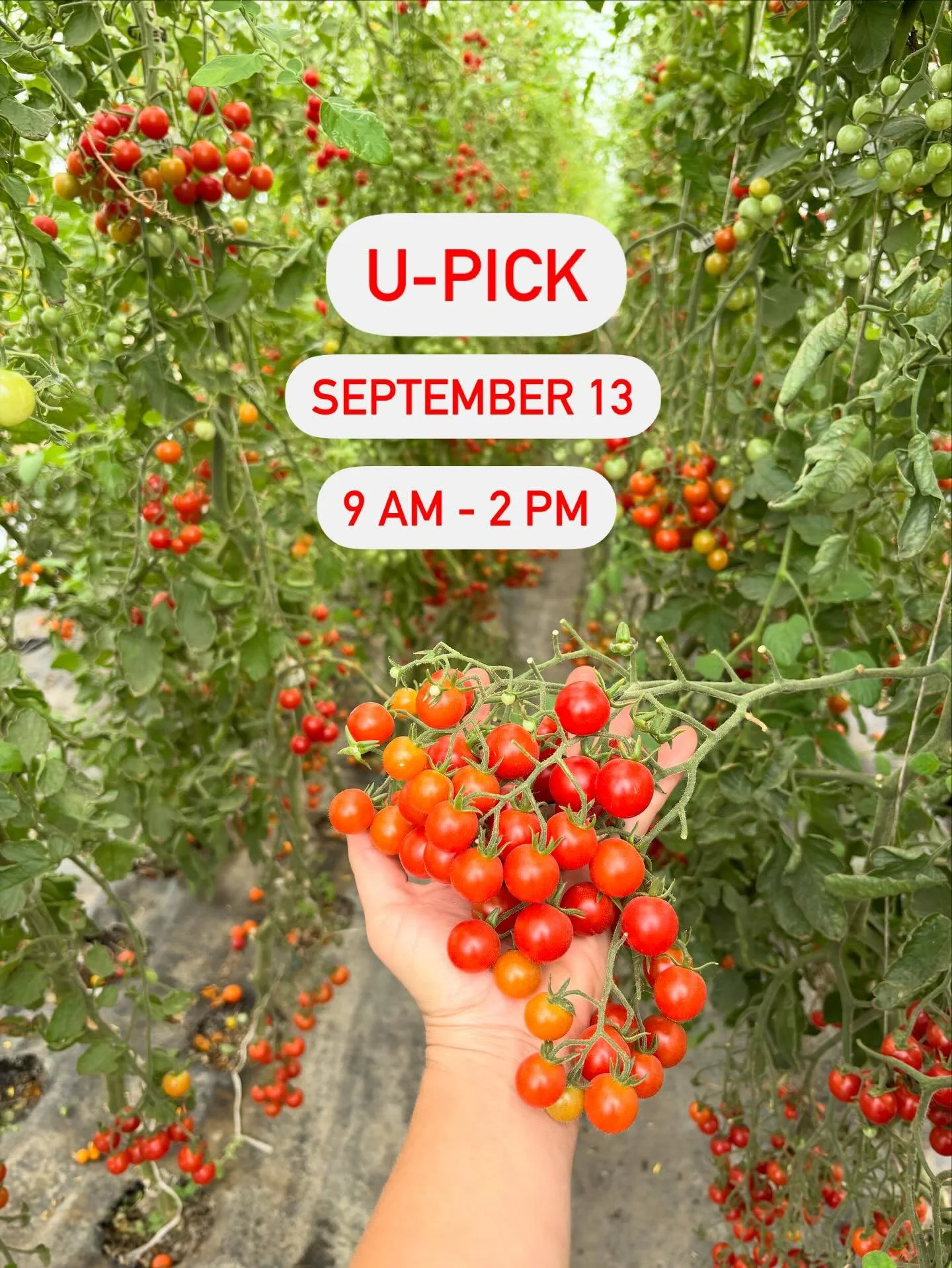 🚨 U-Pick Alert! 🚨
When: Saturday, September 13 &bull; 9 am - 2 pm
Where: Front Porch Farm
What: U-Pick dahlias, cherry tomatoes, heirloom tomatoes, PrimeArk blackberries, summer flowers &amp; peppers! Shop our farm stand and enjoy delicious baked g