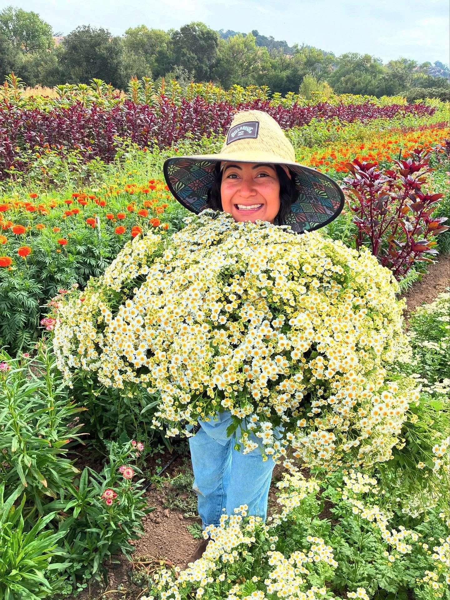 Happy Monday!
🌼🌼🌼🌼🌼
.
.
.
#knowyourfarmer
#organicflowers 
#fpfarm