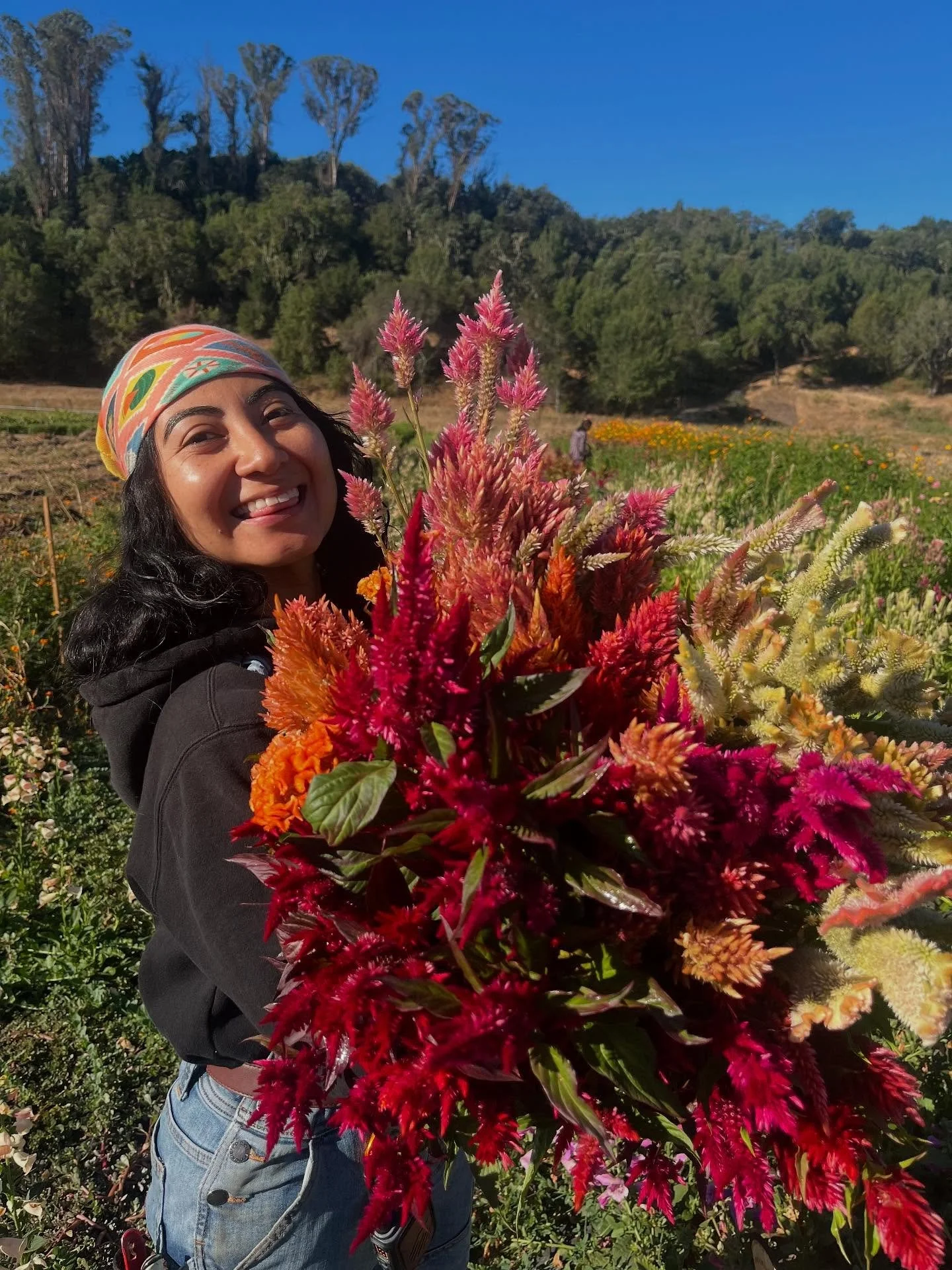 🍉Sweet, beautiful, delicious things headed to San Rafael market tomorrow! 🌞
Insanely gorgeous dahlias, sweet fragrant melons, ten thousand tomatoes, eggplant, peppers, Asian pears, apples&hellip; we could on!
Don&rsquo;t miss out on this peak summe