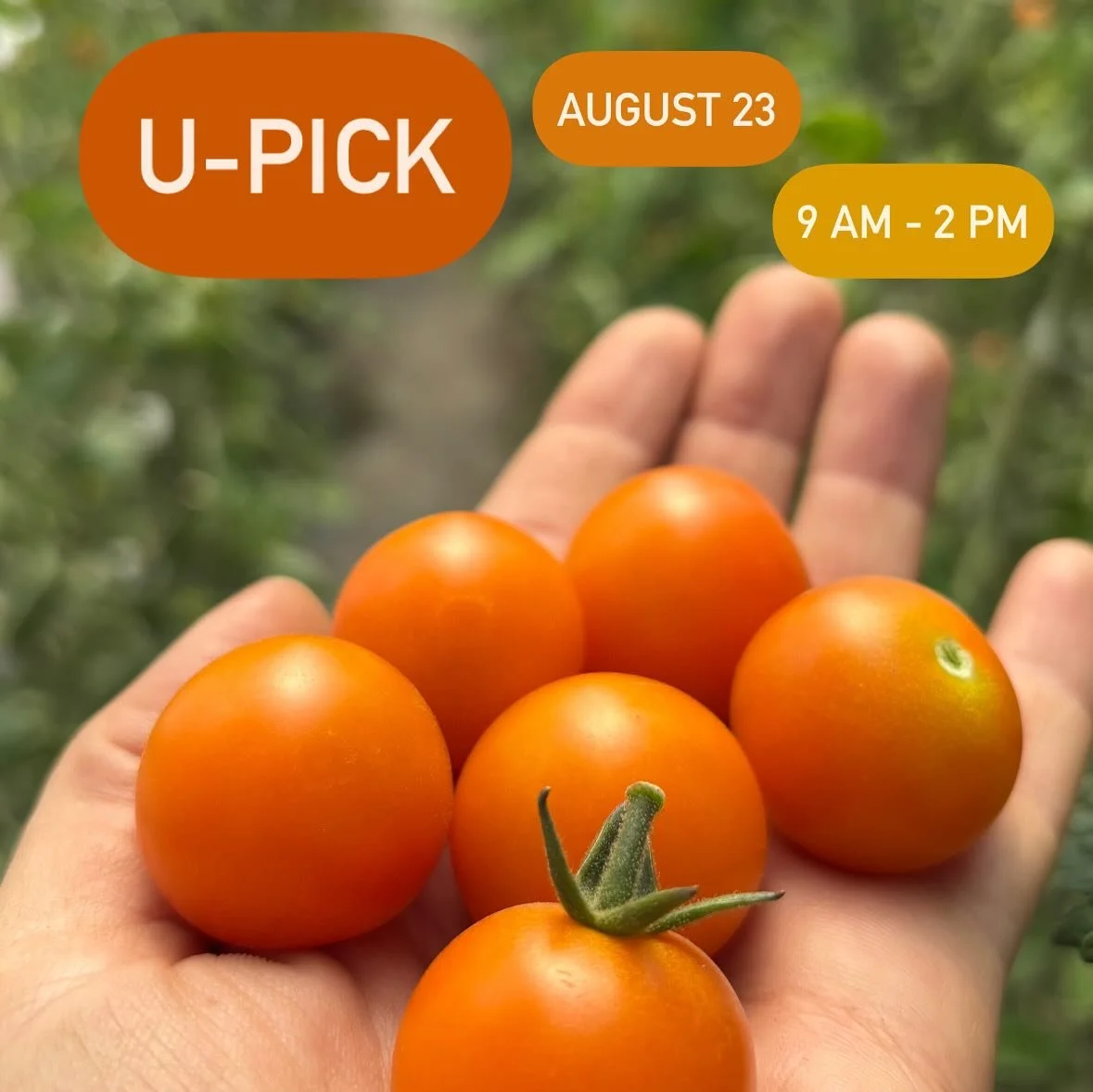 🍅U-pick alert!🌸
🔸When: This Saturday, August 23
🔸Where: Front Porch Farm
🔸When: 9 am - 2 pm
🔸What: U-pick tomatoes, flowers, eggplant &amp; peppers! World-famous @zweibels_ goodies and fabulous @voloroastingcompany coffee!
🔸Who: You! Your frie