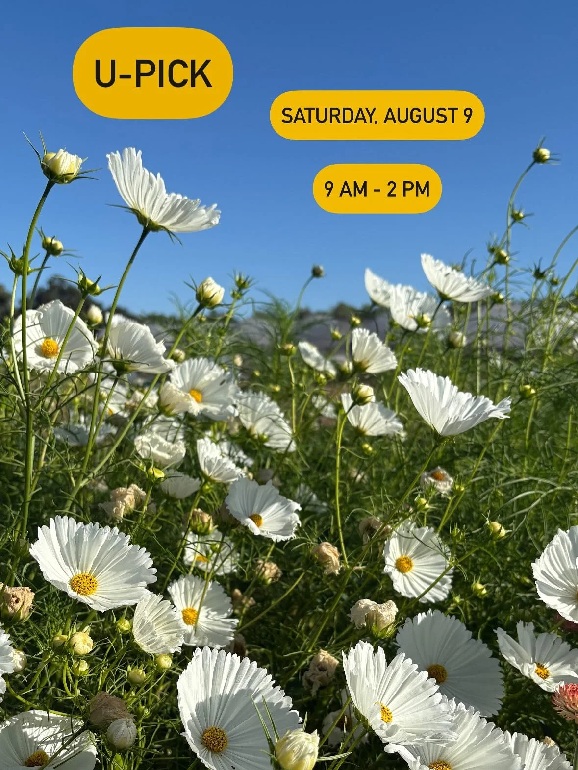 🌞U-pick! This Saturday, August 9🌞
〰️〰️〰️〰️
🌸Where: Front Porch Farm
🌼When: 9  am - 2 pm
🍅What: U-pick blackberries, flowers, beans, tomatoes and squash! World-famous @zweibels_ goodies and fabulous @voloroastingcompany coffee!
🫛Who: You! Your f