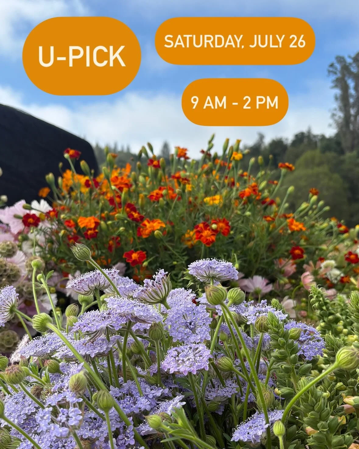 Mark your calendars: our next U-Pick is this Saturday, July 26!
🌞
Join us for a beautiful day of picking Triple Crown Blackberries, gorgeous flowers, tomatoes &amp; summer squash. 
Come hungry for delicious pastries and baked goods from local supers