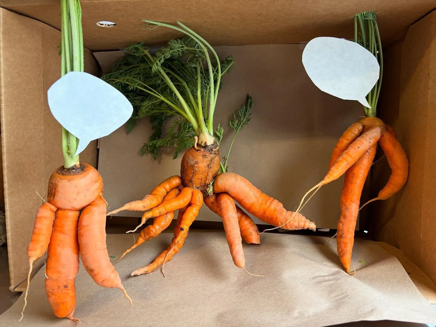 FREAKS OF THE WEEK caption contest!
〰️〰️〰️〰️
Check out this week&rsquo;s fun field find!
Come up with a caption and message us with your submission by Friday 7/18 - We&rsquo;ll pick the best and share the winning caption!
.
.
.
#organiccarrots
#freak