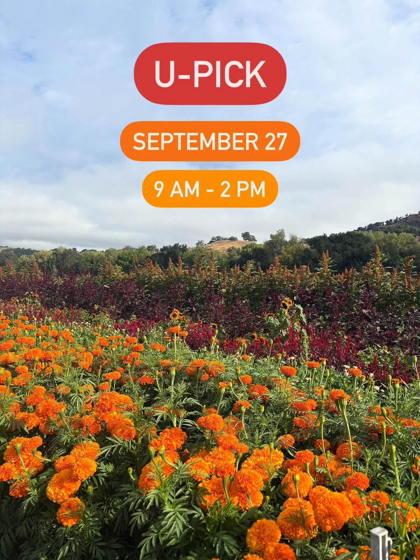🧡U-Pick Alert!🧡
⏰When: Saturday, September 27 &bull; 9 am - 2 pm
🌼Where: Front Porch Farm
🍅What: U-Pick fall flowers, cherry tomatoes, heirloom tomatoes, eggplant, peppers, and beans! Shop our farm stand and enjoy delicious baked goods from local
