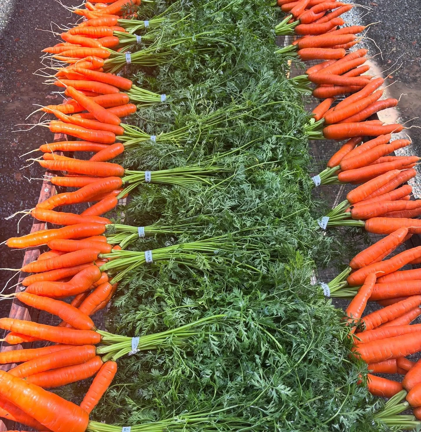 Gorgeous fall things headed to @aginstituteofmarin Thursday San Rafael market tomorrow! 
🌞🧡🎃🍆🥦
The best of Summer and Fall!
Eggplant and pumpkins! Beans and broccoli! This time of year you really can have it all!
.
.
.
#eatlocal
#knowyourfarmer

