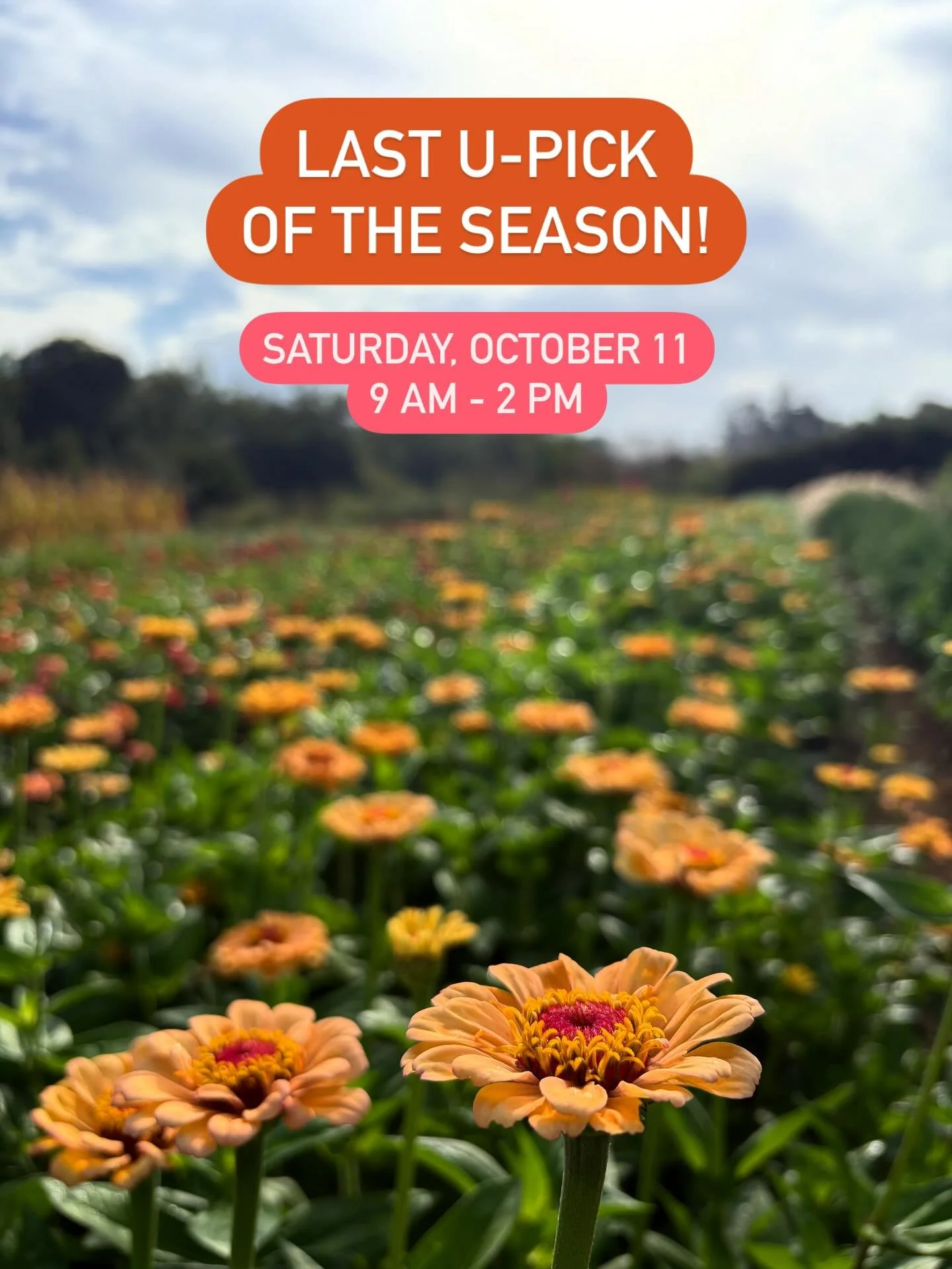 Join us for the last U-Pick of the season!
🍁 When: Saturday, October 11 &bull; 9 am - 2 pm
🌱Where: Front Porch Farm
🧺 What: U-Pick fall flowers, kale, cabbage, eggplant, peppers and winter squash! Shop our farm stand and pick out some decorative A