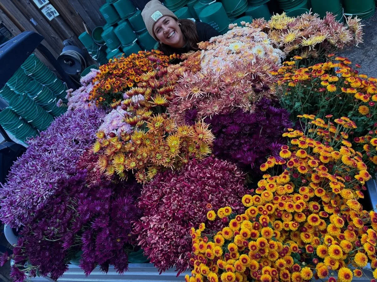 Morning &lsquo;mum haul! 🌞
.
.
.
#chrysanthemums 
#organicflowers
#knowyourfarmer 
#fpfarm
