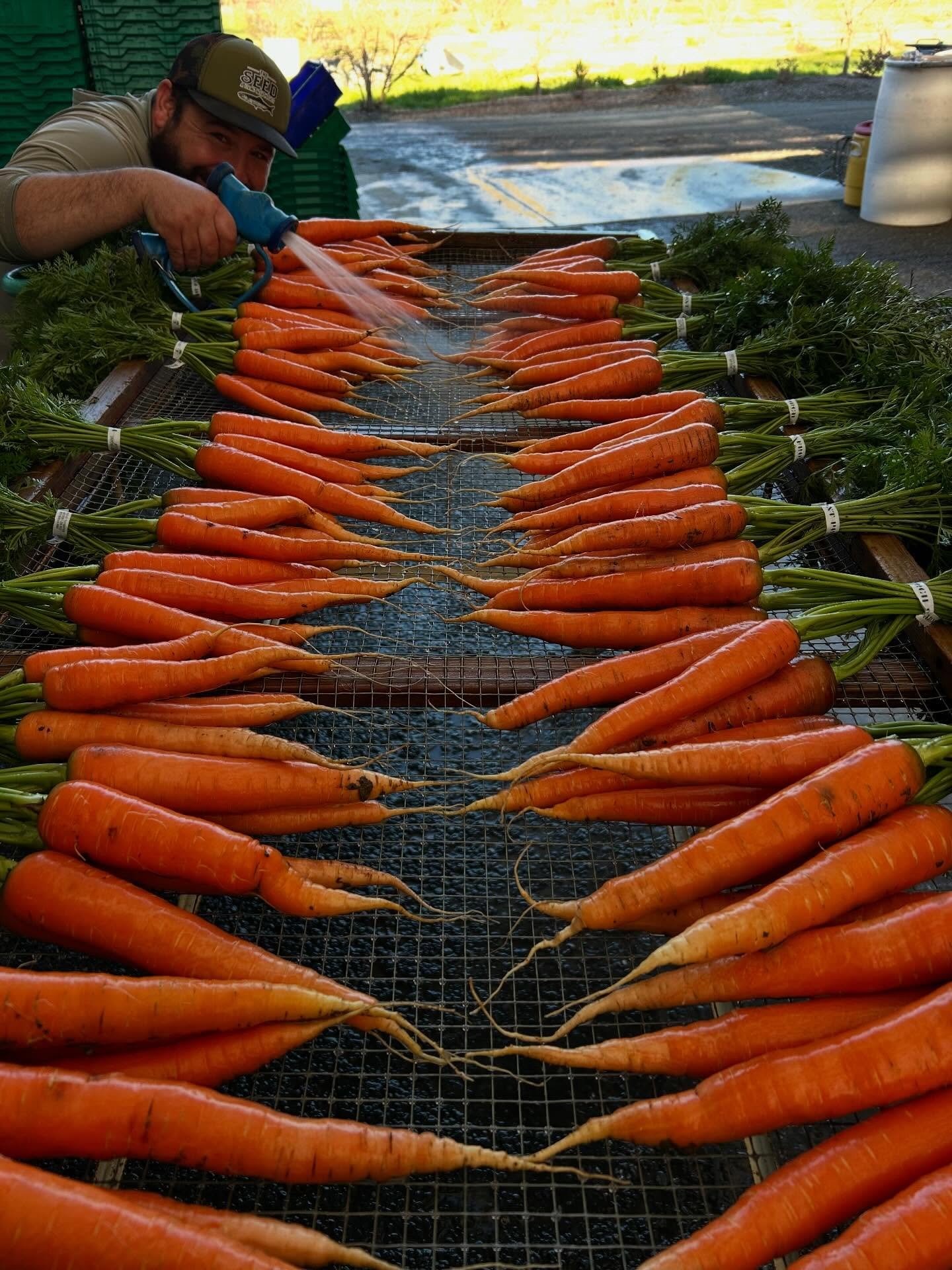 🥕WINTER CARROTS🥕
Extra sweet, crispy, nutritious and delicious!
Pick up some of our Nantes carrots at our farmers market stands or through @feed_cooperative 🧡
.
.
.
#organiccarrots
#organicveggies
#knowyourfarmer
#fpfarm