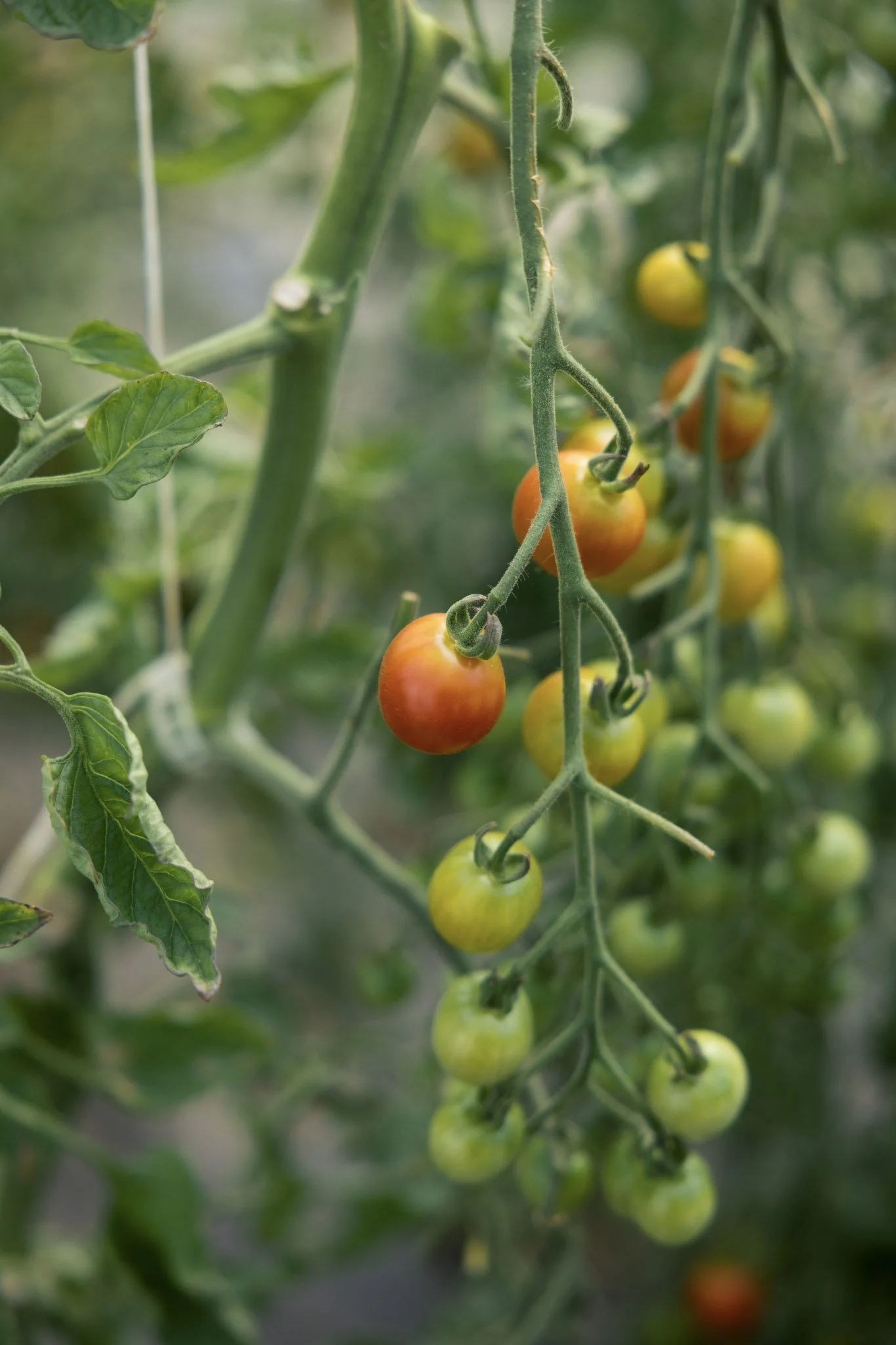 170_Front_Porch_UPick_07122025_paigegreen_U6A1725 (1).jpg