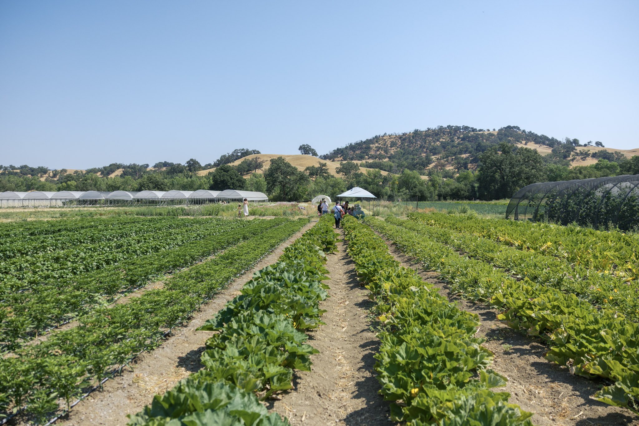 176_Front_Porch_UPick_07122025_paigegreen_U6A1736 (1).jpg