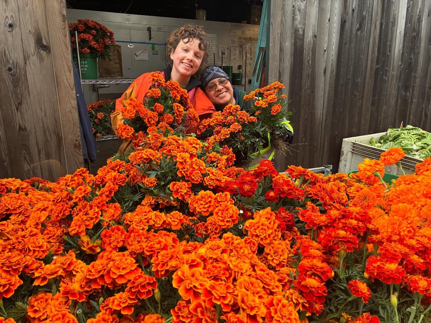 Marigold harvest this morning looking 🤩!
.
.
.
#organicflowers
#marigolds 
#knowyourfarmer
#fpfarm