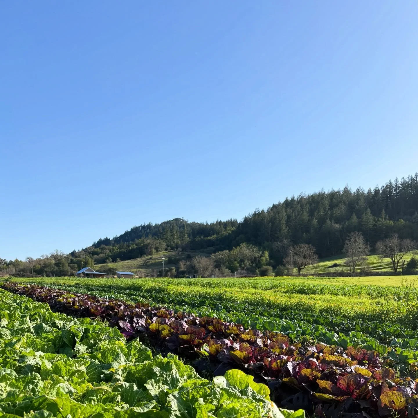 We stand in solidarity with the immigrant community and those resisting their persecution.

In support, we will be donating 100% of our farmers&rsquo; market proceeds from this upcoming weekend to @sonomacountysecurefamilies. They provide essential p
