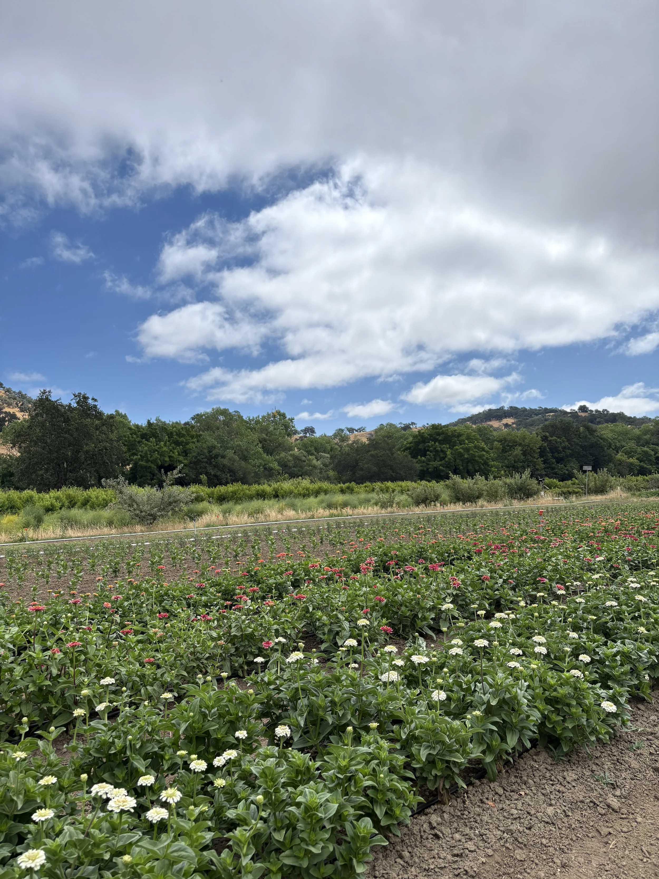 Spring Drip Irrigation Workshop