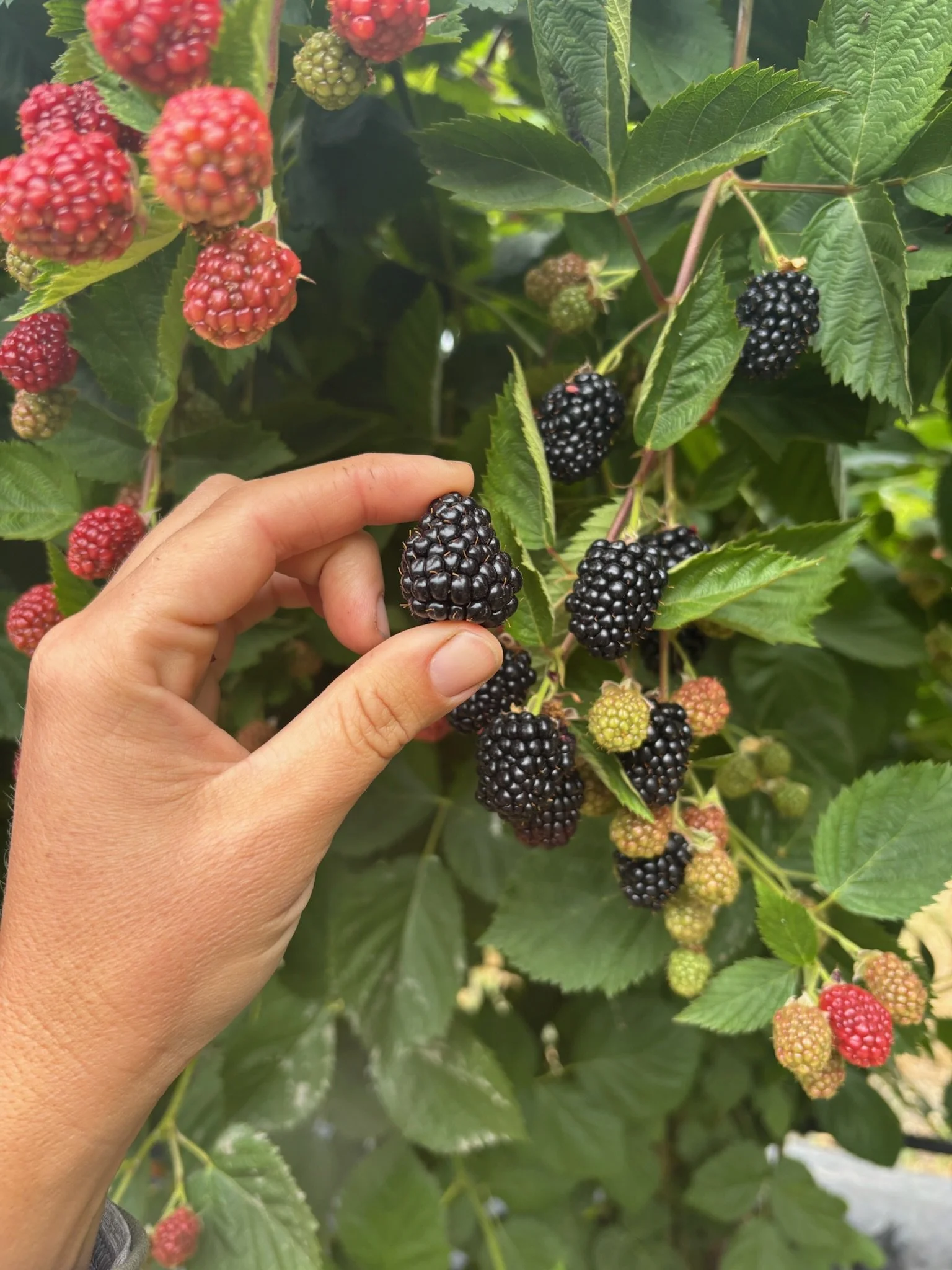 Blackberry harvest at Front Porch Farm in Healdsburg, CA