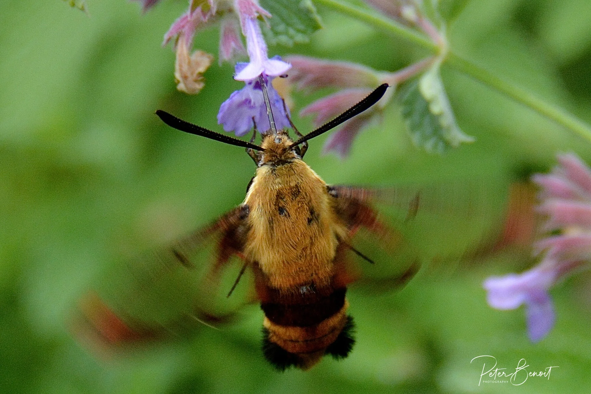 20140719-DSC_0403.jpg