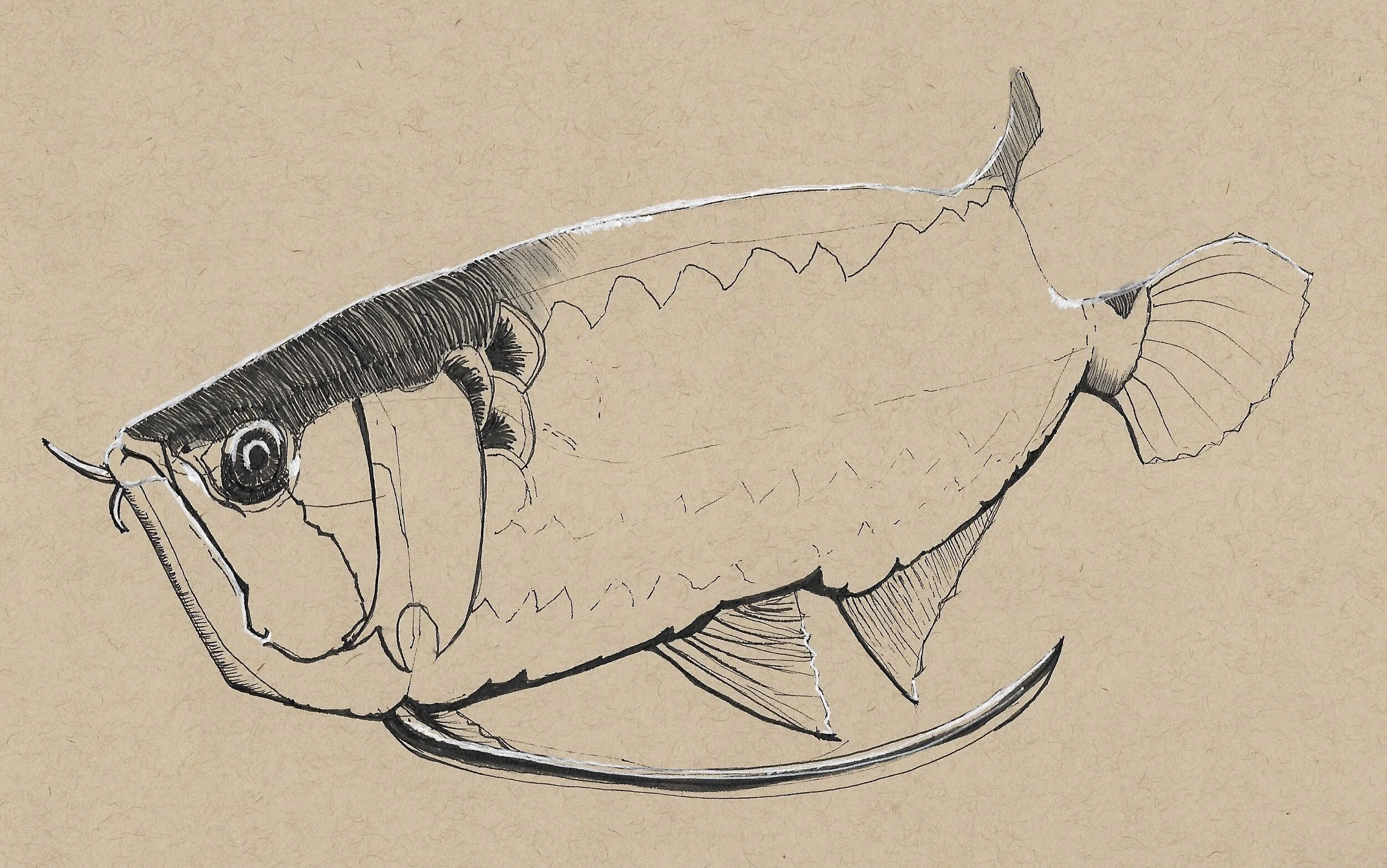 fish 03.jpg