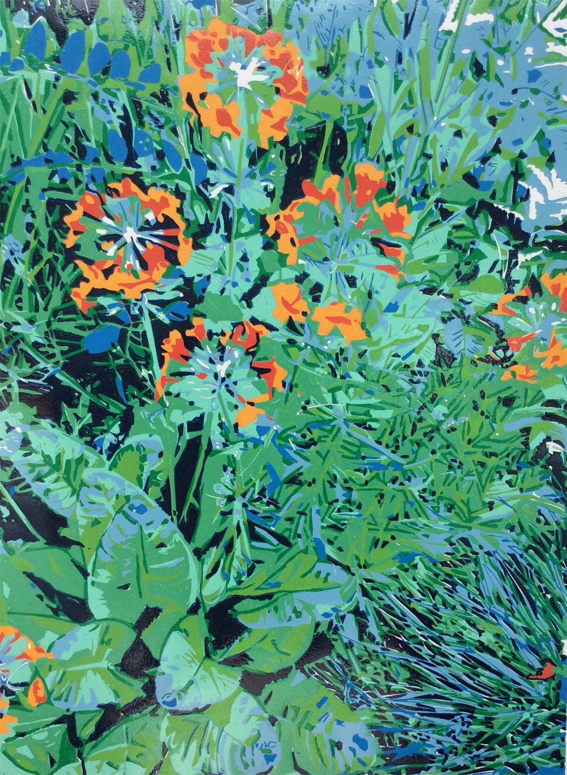 Drumhead Primulas
