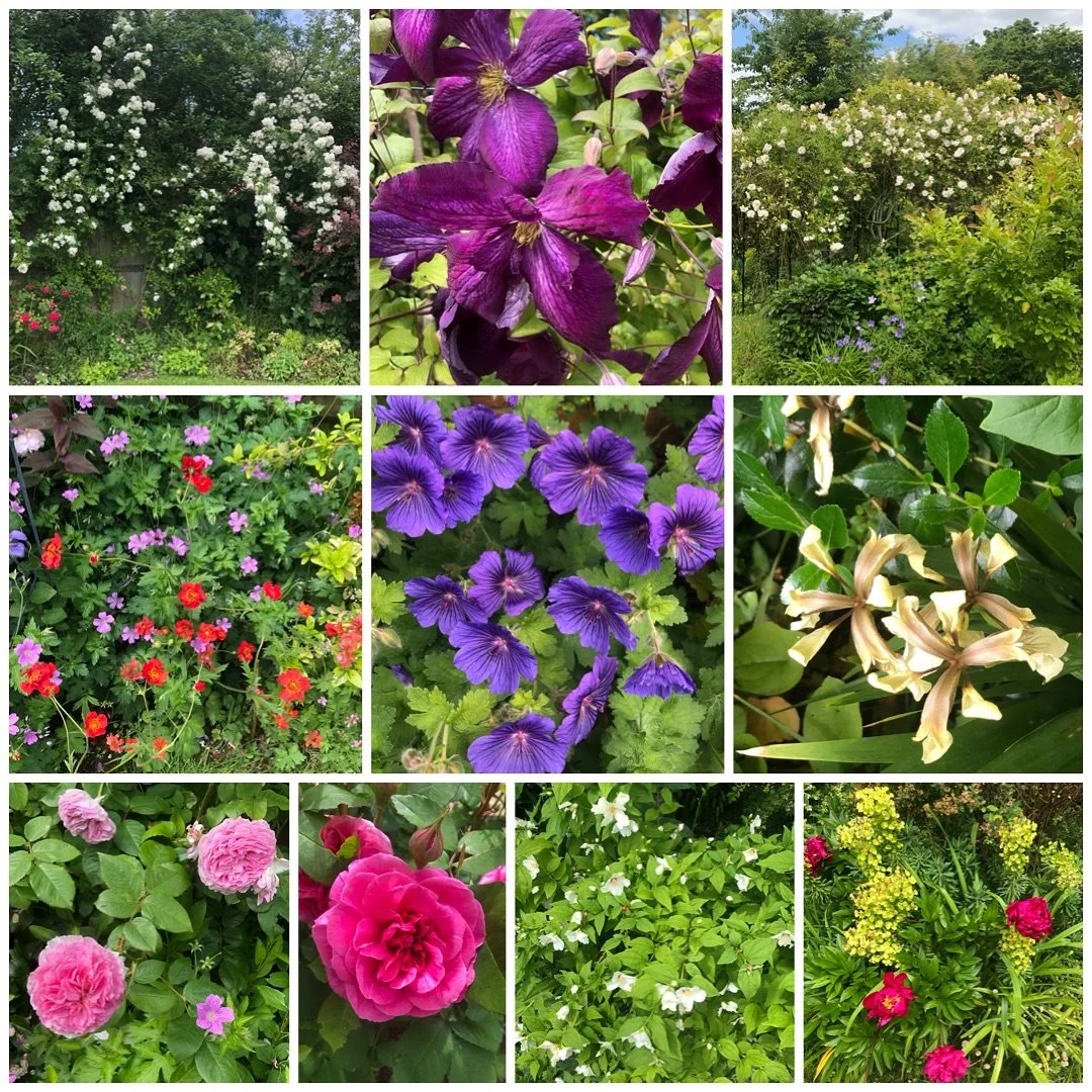 Thought I&rsquo;d share some photos of my garden. The inspiration for a lot of my artwork. It&rsquo;s looking rather good I think despite all the rain. Lots of roses which are so easy and don&rsquo;t seem to care if they&rsquo;re growing in a bog or 