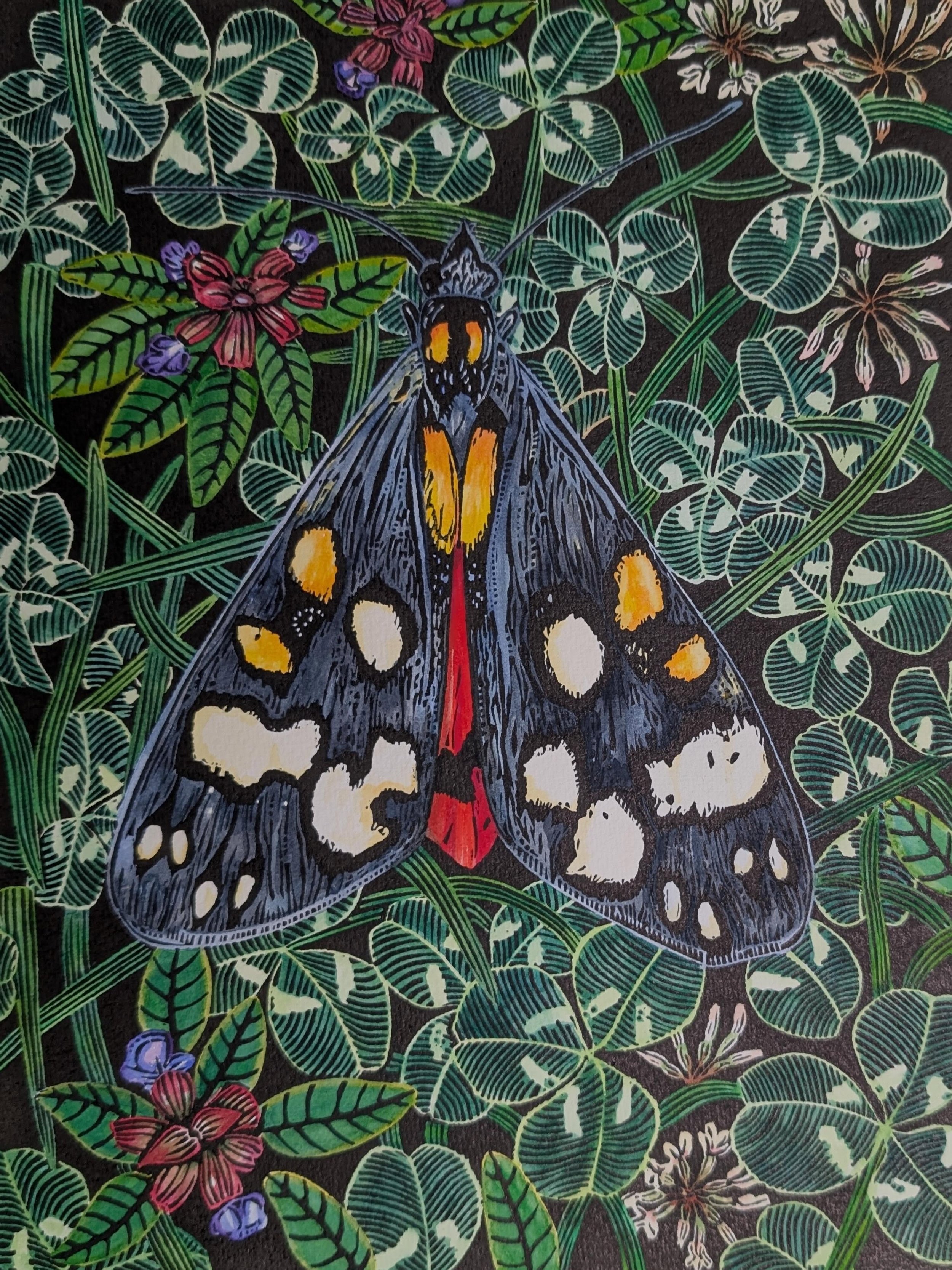 Delighted that my little Scarlet Tiger Moth will be fluttering away to be part of this brilliant exhibition. Thank you so much to the selectors for choosing my work 🤗
#ironbridgefinearts #swainfo #drawingsocietyuk #mothsofinstagram #ukwildlifeart